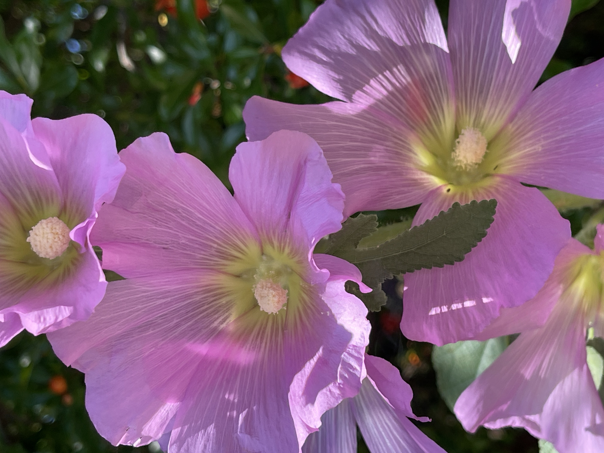 A vibrant, close-up photograph captures several light purple flowers, likely blooming in Đenovići, Montenegro, under bright sunlight. The main subjects are three to four prominent blossoms, filling the majority of the frame. Their delicate, translucent petals display visible veins and a spectrum of purple and pink hues, accentuated by strong, directional light that creates highlights and shadows. Each flower features a pale yellow or cream-colored center with visible stamens.
The flowers are set against a softly blurred background of dark green foliage, with hints of smaller, out-of-focus red or orange elements, possibly berries or other flowers. A few distinct green leaves are also visible, one partially obscuring a flower petal. The sunny conditions highlight the intricate details and fresh appearance of the blossoms. No human subjects or visible text are present. The image conveys a sense of natural beauty and tranquility, likely captured during daytime.