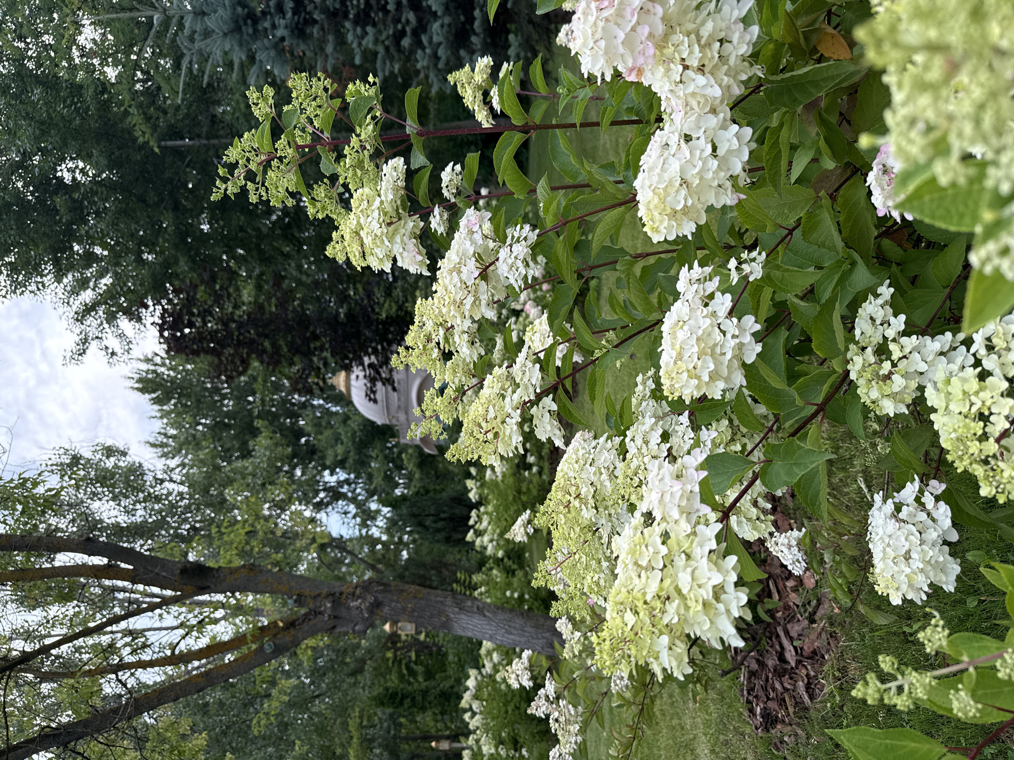 The image depicts a close-up view of a garden featuring numerous blooming white hydrangeas. The flowers are clustered in large panicles and are the primary focus, with their delicate white and pale green petals taking center stage. Behind the hydrangeas, lush green foliage and trees form a dense backdrop. In the distance, a small, ornate domed structure, possibly a folly or gazebo, is visible, suggesting a formal garden setting. The sky above is overcast with visible clouds. The overall impression is one of a well-maintained, serene garden environment. The exact location within Moscow, Russia, cannot be determined from the image alone.