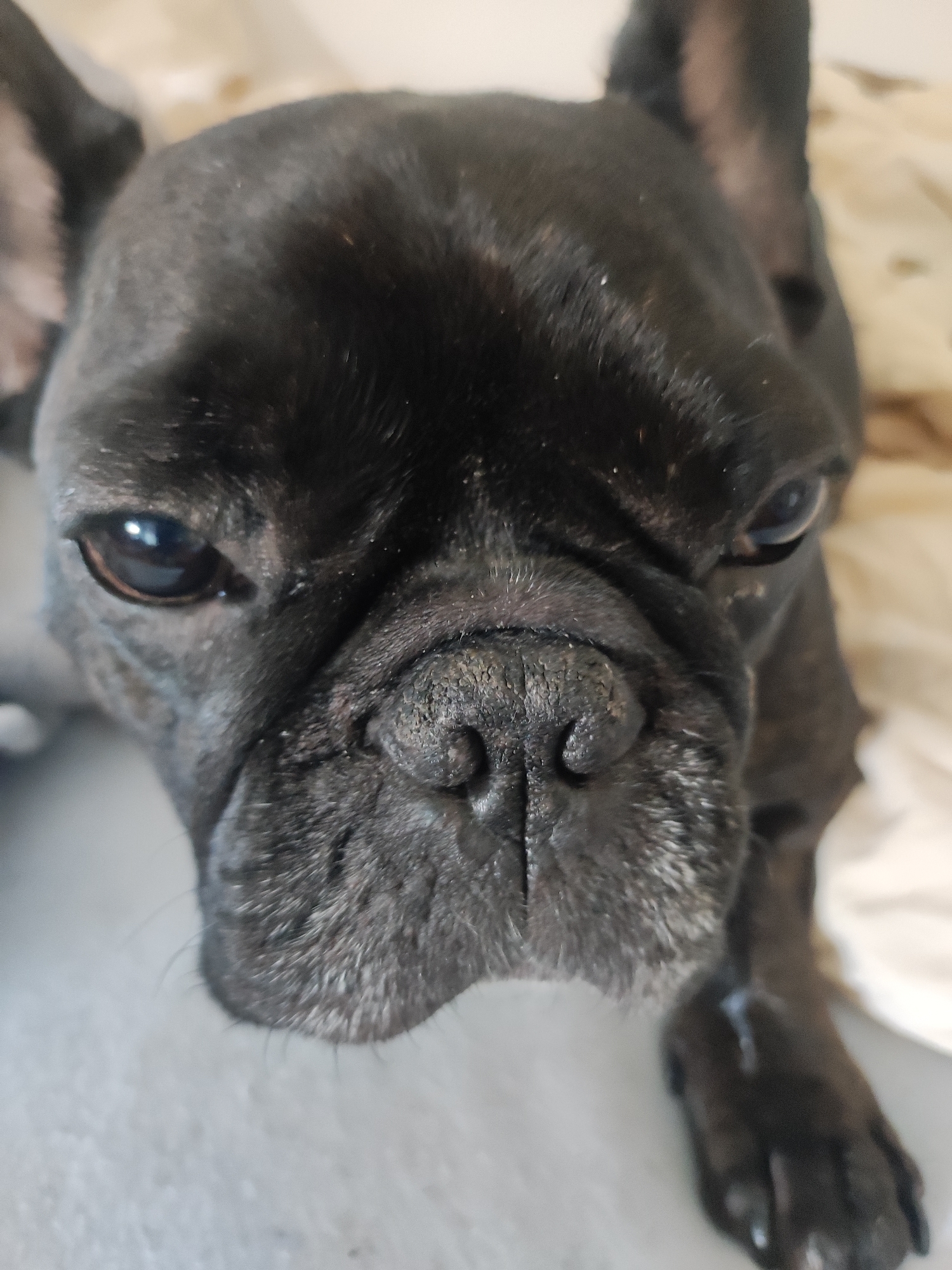 A close-up, head-on, vertical shot captures a black French Bulldog's face against a neutral, textured background, possibly a bedspread or blanket. The dog's dark fur is slightly matted in places, particularly around its prominent snout and the wrinkles of its face. Its eyes, dark and reflective, gaze directly at the viewer. The dog's nostrils are large and moist, with fine hairs visible around them. The lighting is soft, casting subtle shadows that highlight the contours of the dog's face. The background is out of focus, with variations in color suggesting a domestic setting. The image is devoid of any urban elements or explicit indications of its location in Burgoberbach, Germany.