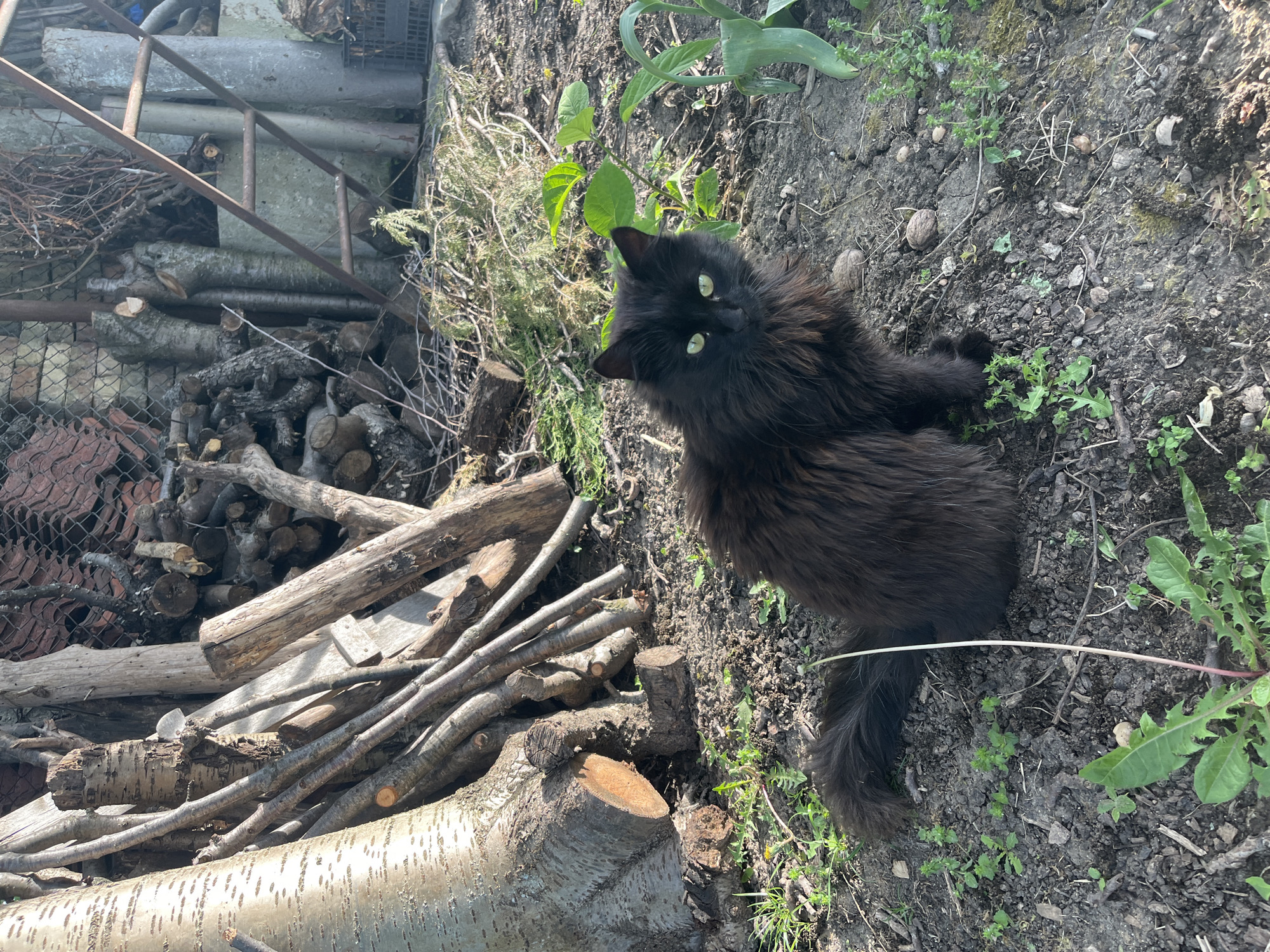 The image depicts a black long-haired cat standing on soil with scattered vegetation. The cat is facing the camera with its tail visible to the right. To the left, there is a pile of wood and some metallic structures (possibly a fence or ladder). The location appears to be an outdoor area, perhaps a yard or garden. Specific geographic location within Varna, Bulgaria, cannot be determined from the visual information.