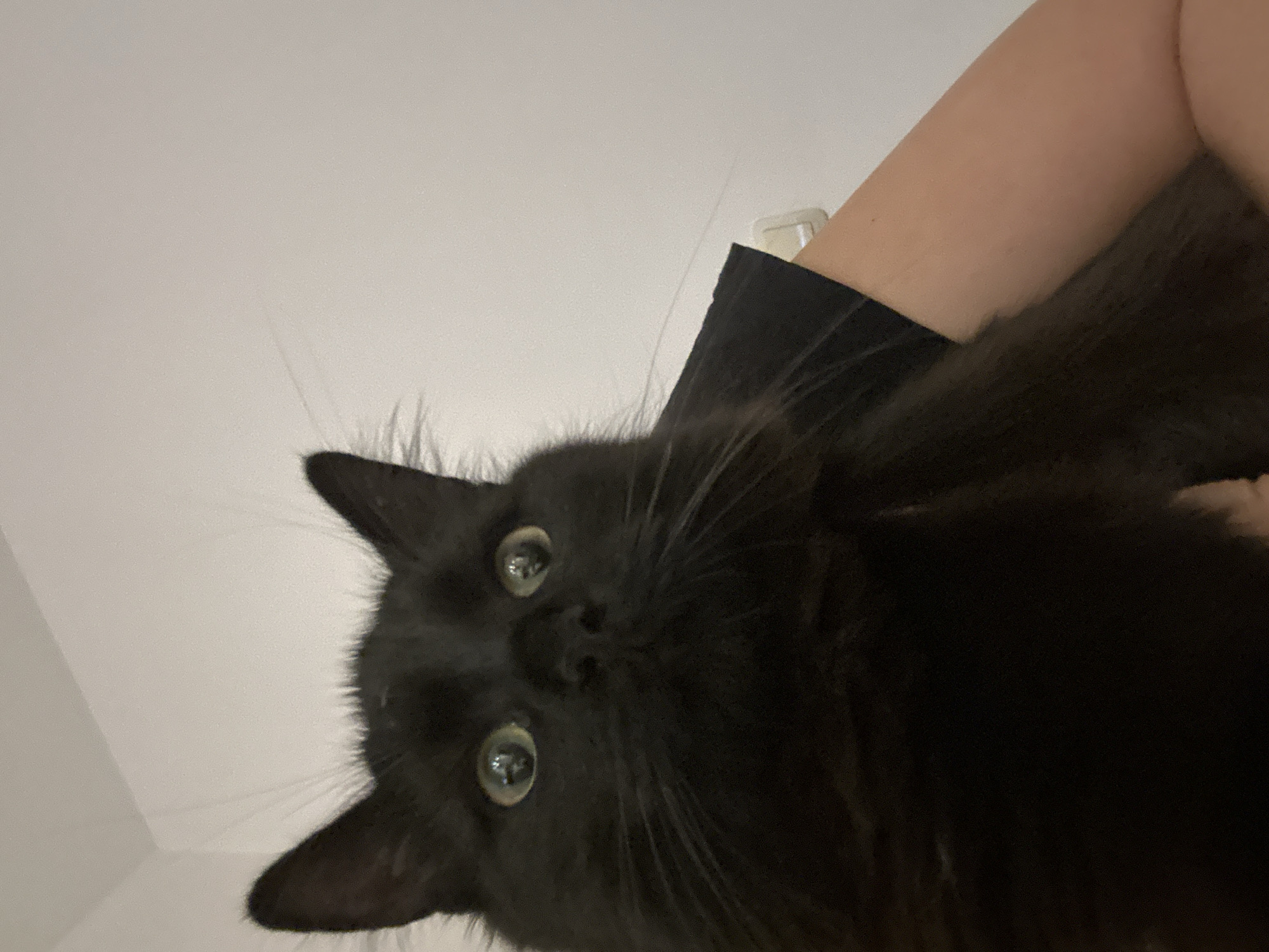 A close-up, angled upward shot depicts a black cat being held. The cat's face, with prominent green eyes and long whiskers, dominates the frame. A person's arm, wearing a black sleeve, is visible in the background, suggesting the cat is being held by someone. The background is a plain, light-colored wall. There is no information to determine if this photo was taken in Sofia, Bulgaria.