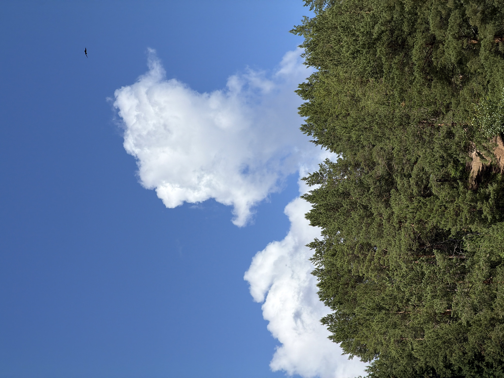 The image depicts a clear blue sky with scattered white clouds above a dense forest of green pine trees. A bird is visible flying in the upper right quadrant of the sky. The forest appears to be on a gentle slope, with a dirt path visible in the lower center of the image. The environment suggests a natural, possibly rural setting. There are no people or man-made structures immediately visible in the frame. The scene captures a moment of natural beauty, likely in the Прикамский, Russia region, given the characteristic pine forests found there.