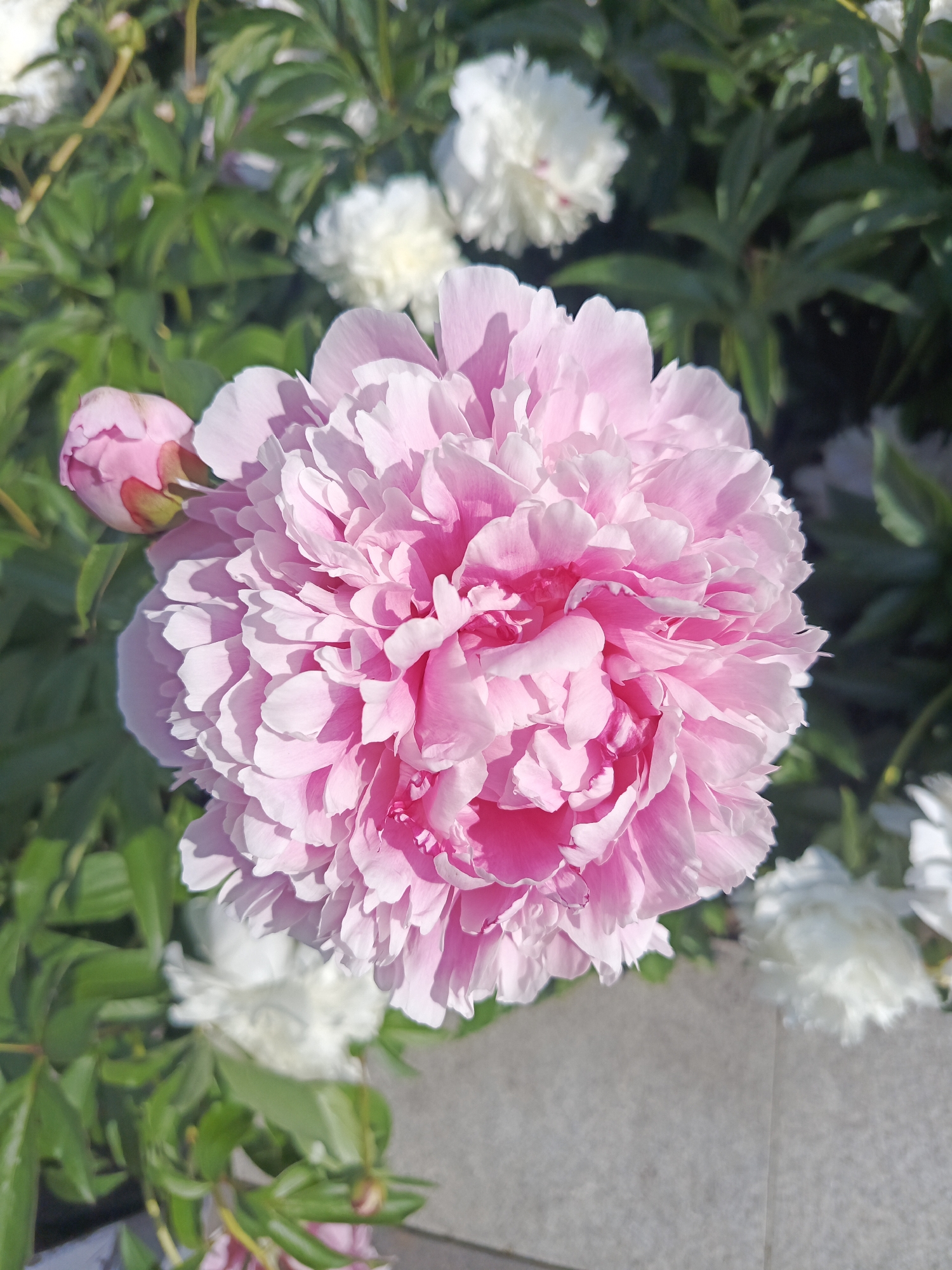 A close-up, top-down shot focuses on a large, lush pink peony flower in full bloom. Its numerous petals are densely packed and ruffled, creating a voluminous and soft appearance. The flower is positioned slightly off-center to the right, with a smaller, unopened pink bud visible to its left. The background consists of a dense arrangement of dark green foliage, interspersed with several white peonies and their buds, some in focus and others blurred. The lower right portion of the image shows a paved surface, likely a walkway or garden path, with a light gray, textured appearance, possibly made of stone or concrete tiles. The lighting suggests a bright, sunny day, casting soft shadows on the flower petals. The scene is an outdoor setting, likely a garden or park, with no people or animals present. The city of Perm, Russia, is not discernible from the image itself, as it lacks any identifying landmarks or context.