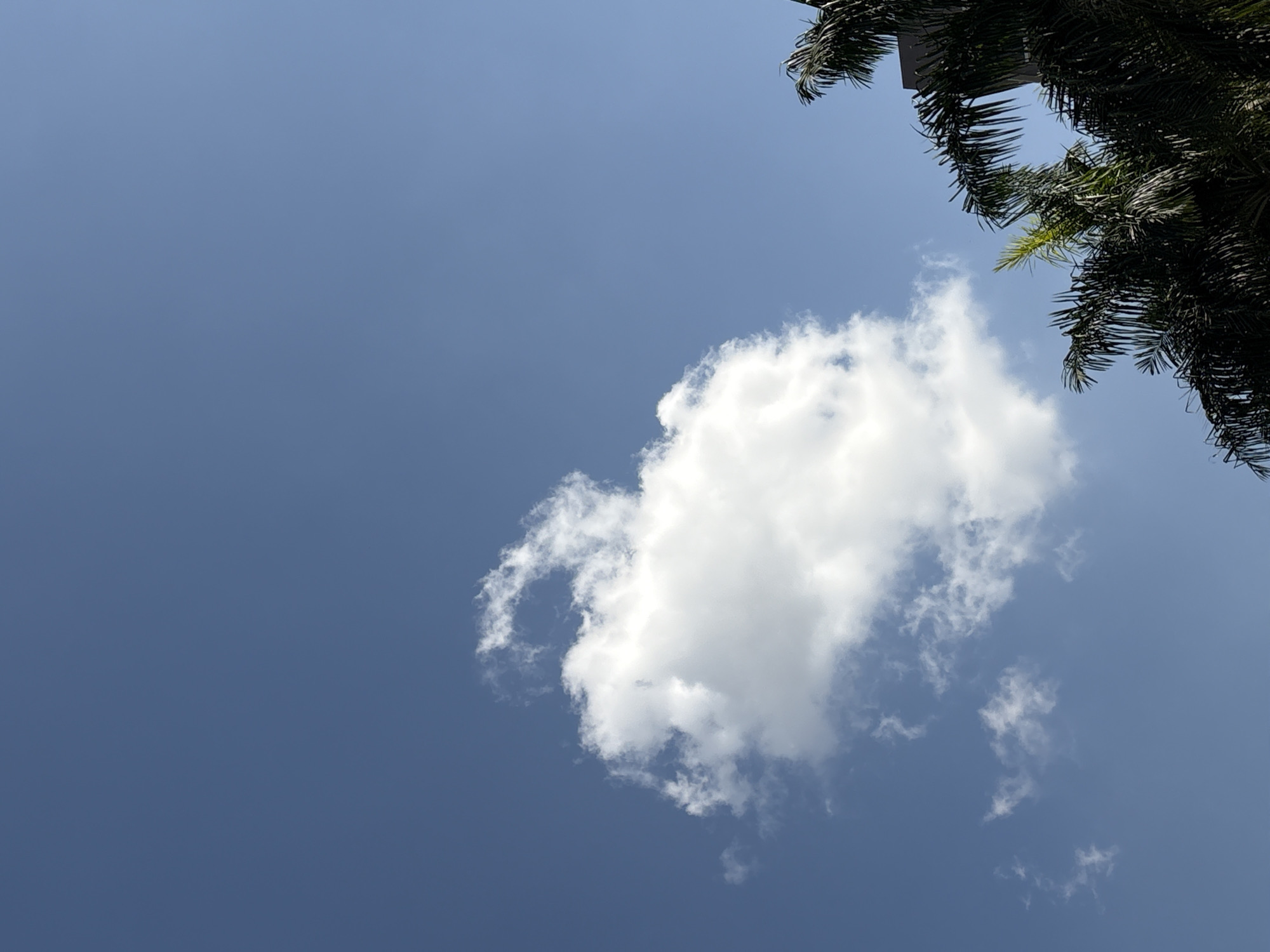 The image shows a clear blue sky with a few white clouds. In the lower right corner, the tops of palm trees are visible, along with a portion of a dark building. This scene is likely from a location in São Paulo, Brazil, given the presence of palm trees and buildings characteristic of the city's urban landscape. The lighting suggests it is daytime, possibly mid-morning or early afternoon, with the sun high in the sky. There are no people or immediate actions depicted.