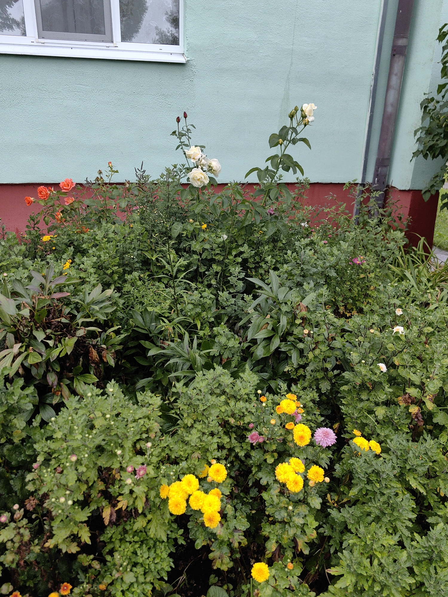 This is a ground-level, medium-shot photograph of a lush garden bed situated in front of a building with a pale teal-colored wall and a red lower facade. The garden is densely packed with a variety of plants, including blooming flowers and green foliage. Prominent are several clusters of yellow chrysanthemum-like flowers, a few pink flowers, and some white and cream-colored roses with visible buds. Orange roses are also present, along with the buds of other flowers. The garden appears to be located in the city of Myadzyel, Belarus, possibly in a residential area, given the presence of the building with a window visible in the upper left corner and a downspout on the right. The scene is well-lit, suggesting it was taken during daylight hours. No people are visible in the image.