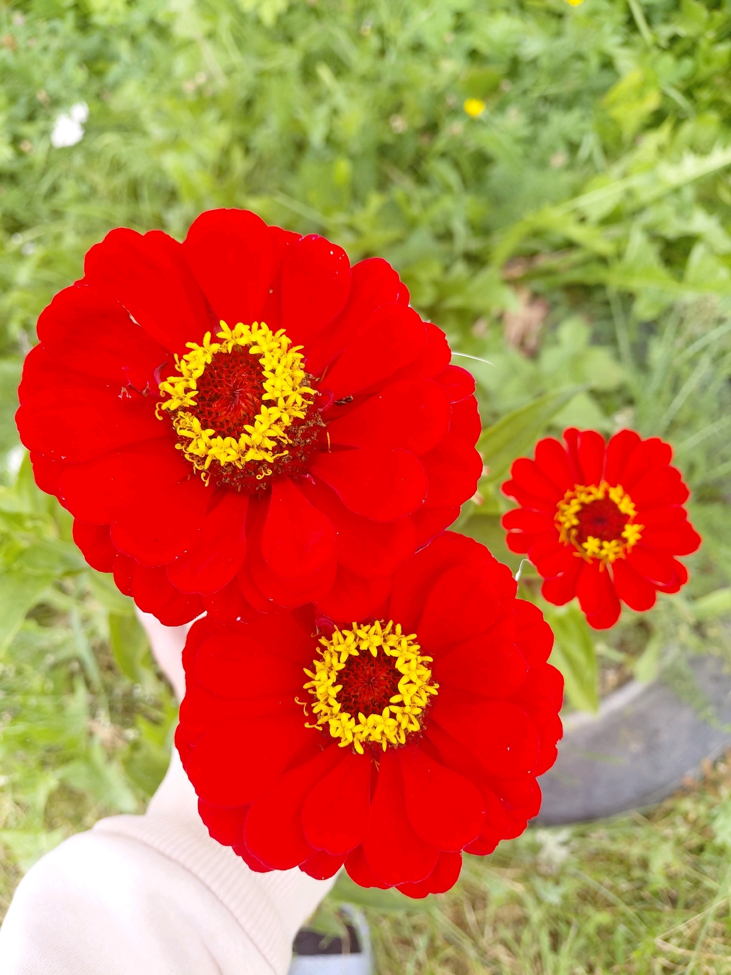 Three vibrant red zinnia flowers with yellow centers are in focus against a blurred green background of grass and other foliage. A person's arm and sleeve, a light beige garment, is visible in the lower left of the frame, lightly touching one of the flowers. The scene appears to be outdoors, in a natural setting. There is no specific indication of location within the city of Malinovka, Russia.