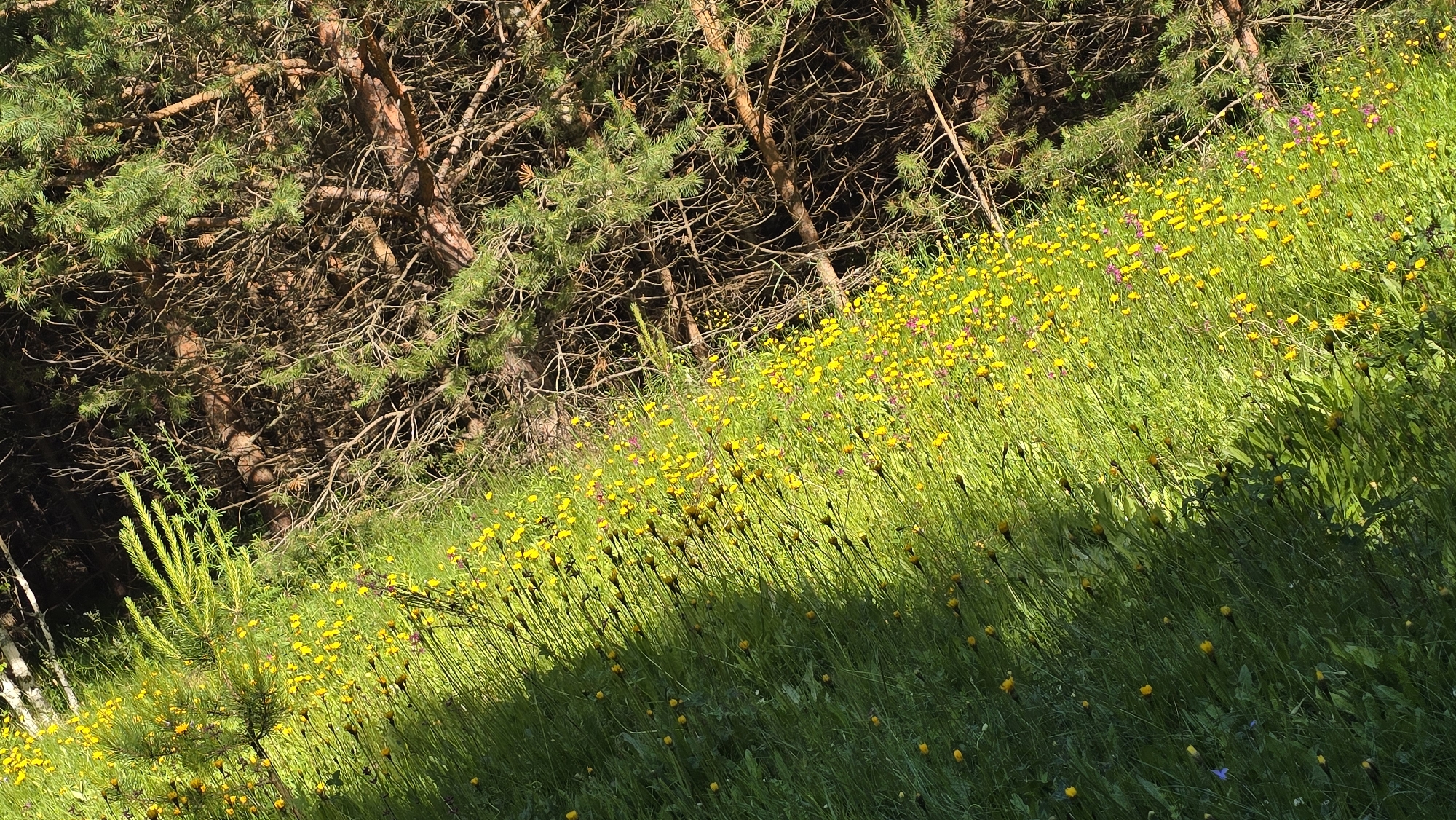 The image depicts an aerial view of a natural landscape, likely in or near Chaikovsky, Russia, characterized by a distinct division between lush green vegetation and coniferous trees. On the left side of the frame, a dense field of tall green grass is interspersed with numerous small yellow flowers, creating a vibrant, sunlit carpet. The shadows cast by the grass and flowers are visible, indicating the direction of sunlight. To the right, the scene transitions to a dense area of coniferous trees, with visible branches, needles, and bark. The contrast between the bright, blooming meadow and the darker, more textured forest creates a strong visual separation. No people or man-made structures are apparent in the image. The overall impression is one of a natural, undisturbed environment.