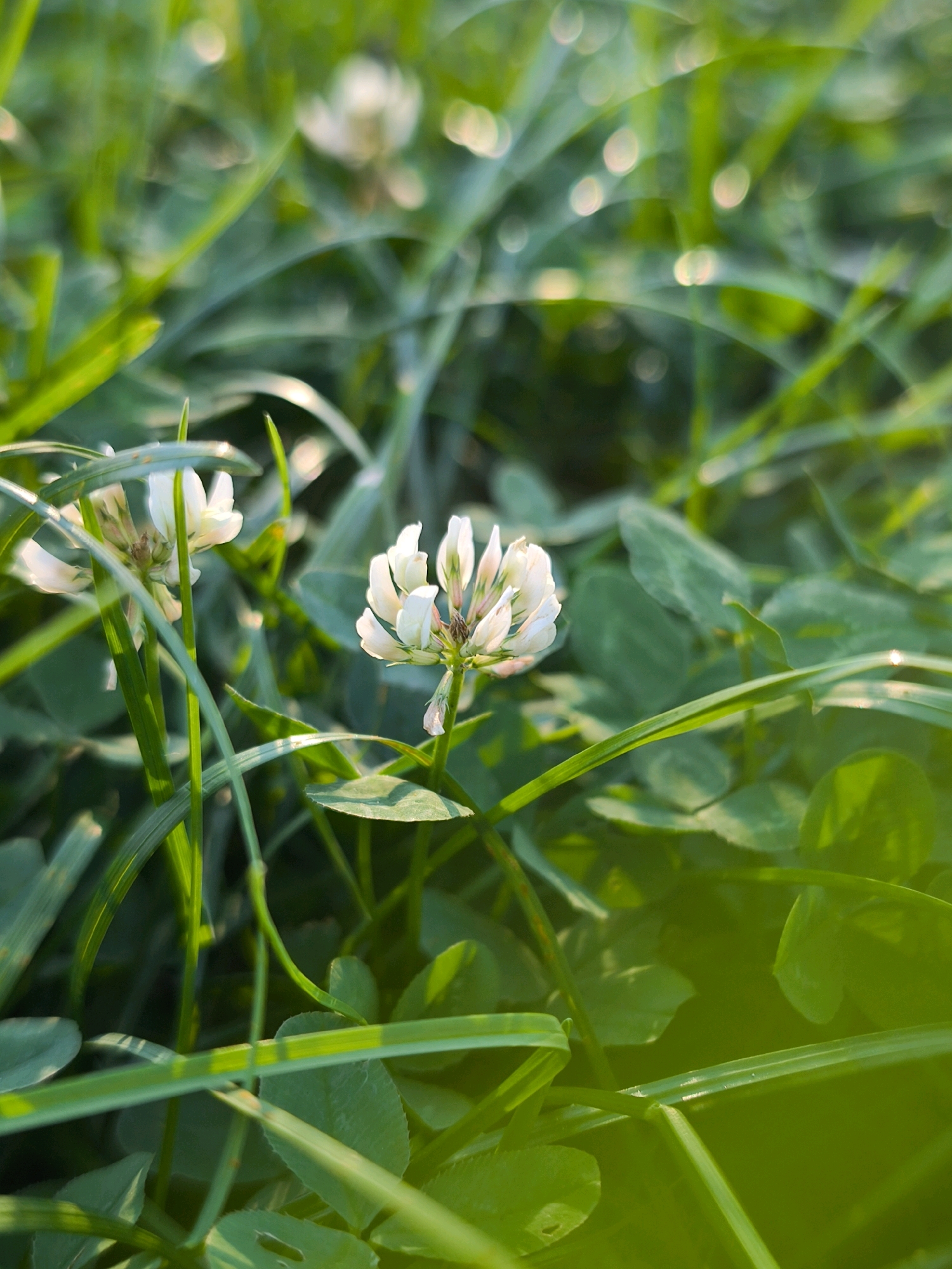 The image shows a close-up view of white clover flowers amidst lush green grass and clover leaves. The lighting suggests it is either sunrise or sunset, casting a warm glow on the scene. The focus is on two clover blossoms, one in the foreground to the right and another slightly out of focus to the left. The blades of grass and leaves are rendered with a soft focus, creating a bokeh effect with circular highlights. The environment appears natural and uncultivated. There are no people or man-made objects visible. The scene could be found in a park, meadow, or any area with abundant green vegetation. The image does not provide any specific information to pinpoint its location within the city of Mahilyow, Belarus.