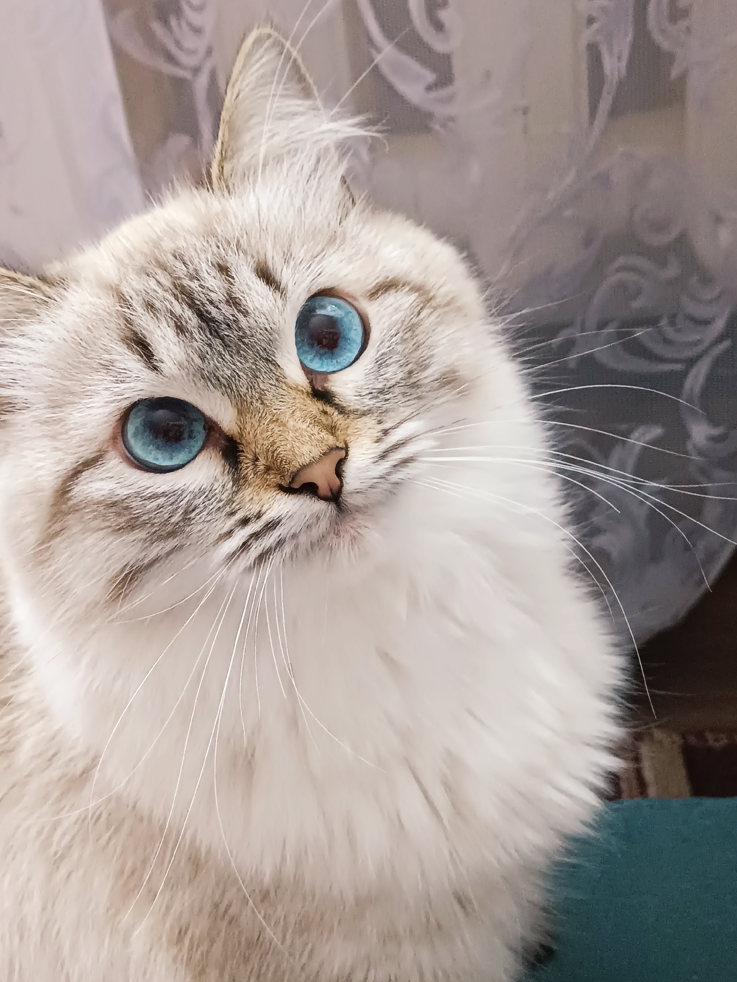 A close-up shot shows a lynx point Birman cat with striking blue eyes. The cat's coat is primarily cream-colored with darker brown markings on its head and around the ears. It has a pink nose and long, white whiskers. The background appears to be a curtain with a subtle pattern. The image does not show the location in the city of Noviy, Russia.