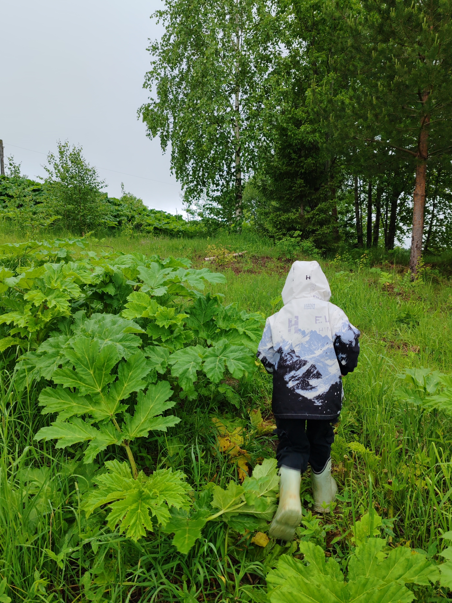 A child wearing a white jacket with a mountain graphic, black pants, and light green rubber boots walks away from the viewer into a grassy area. The child's back is to the camera, and the hood of their jacket is up. The scene is dominated by large, broad-leafed plants, interspersed with tall grasses. Trees are visible in the background, and the sky is overcast. The image was taken in Чухлэм, Russia.