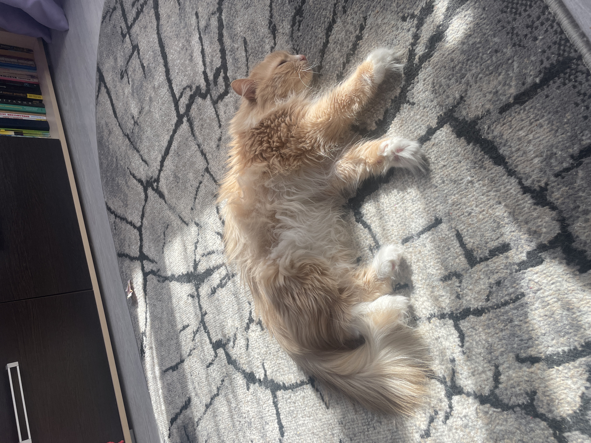 An orange and white long-haired cat is observed sleeping on its left side on a light gray rug with a dark gray geometric pattern. The cat's eyes are closed, its whiskers are visible, and its paws have white fur with partially visible pink pads on the front right paw. Sunlight casts bright patches across the rug, illuminating the cat's fur. In the background, a dark brown cabinet with a silver handle is positioned on the left. To its right, a bookshelf containing multiple colored books is visible, alongside a light purple curtain. A small, light-colored paper airplane rests on the rug near the cabinet's base. The scene takes place indoors in the city of Chaikovsky, Russia.