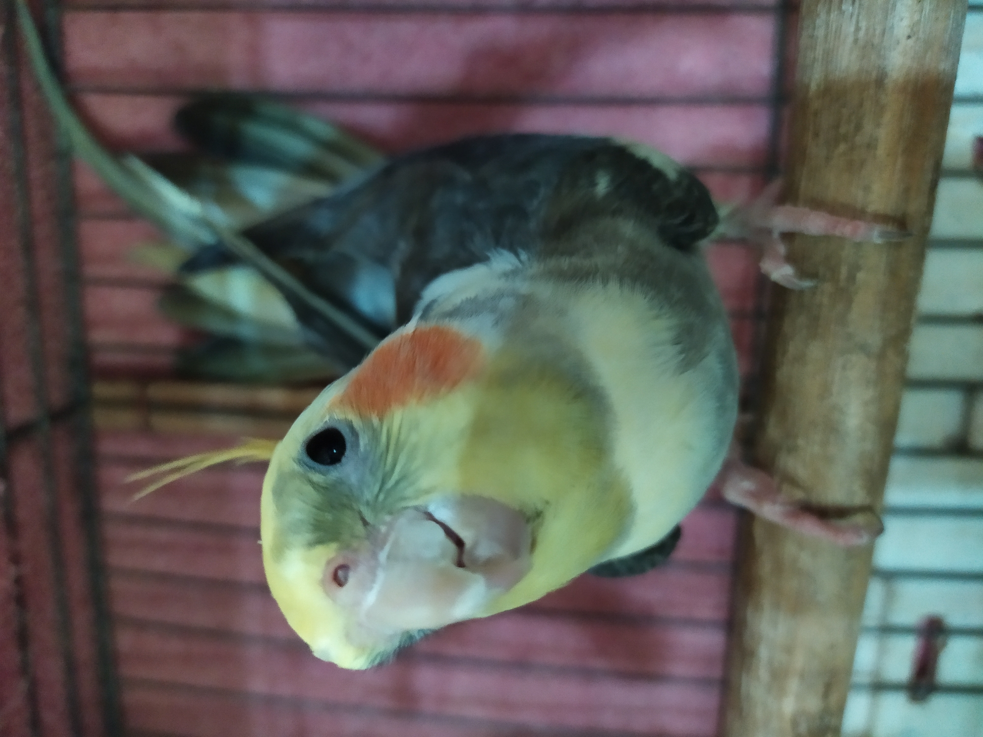 A close-up, eye-level shot shows a cockatiel perched on a wooden dowel inside a cage. The bird is facing the camera with its head tilted. Its crest is light yellow and spiky, and its body is a mix of grey, yellow, and white feathers. There are orange patches on its cheeks. The background consists of pink cage bars and a glimpse of a blue cage floor. The lighting appears to be artificial, with no indication of the city of Bilajari, Azerbaijan.