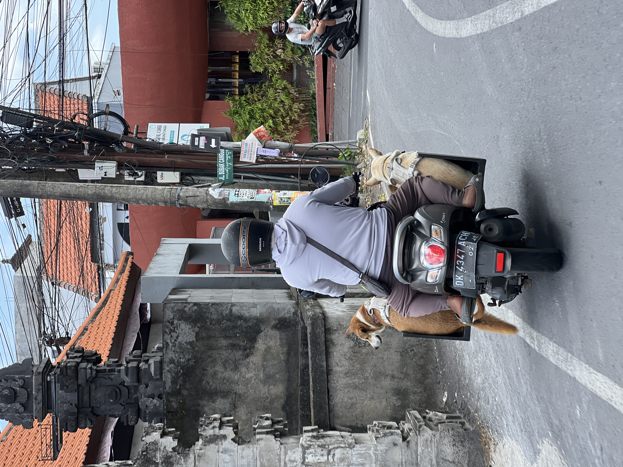 A man rides a black Honda Scoopy scooter on a road in North Kuta, Indonesia. The scooter's license plate reads "DK 4347 ACH" and indicates registration until February 2025. Two dogs are in a black box or carrier attached to the back of the scooter. One dog is tan and white with a harness. The road is asphalt with a white line. A gray concrete wall is next to the road. A traditional Balinese structure is visible. Utility poles with a dense web of overhead wires line the roadside. A street sign indicates "JL. SUBAK CANGGU". Another person is riding a scooter in the distance.