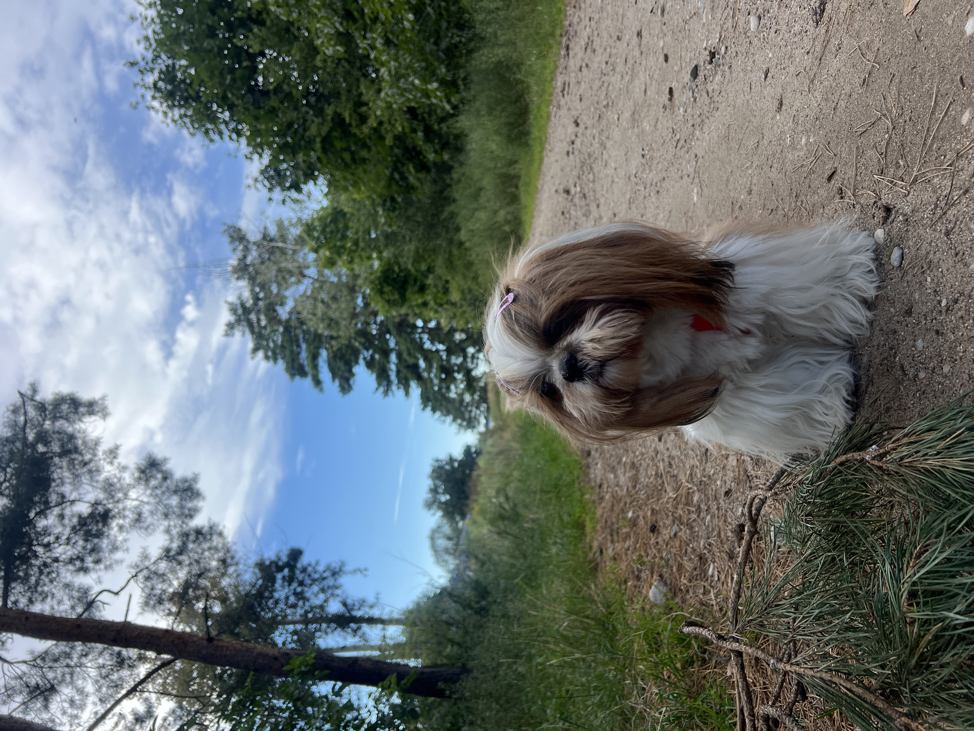 A Shih Tzu dog with brown and white fur, adorned with a pink hair clip, sits on a sandy path in a wooded area. The dog is facing forward, with its head slightly tilted. To the left of the dog, there are pine branches scattered on the ground. The path is surrounded by tall green grass and trees. In the background, there is a clear blue sky with scattered white clouds. The location is identified as Kleosin, Poland.