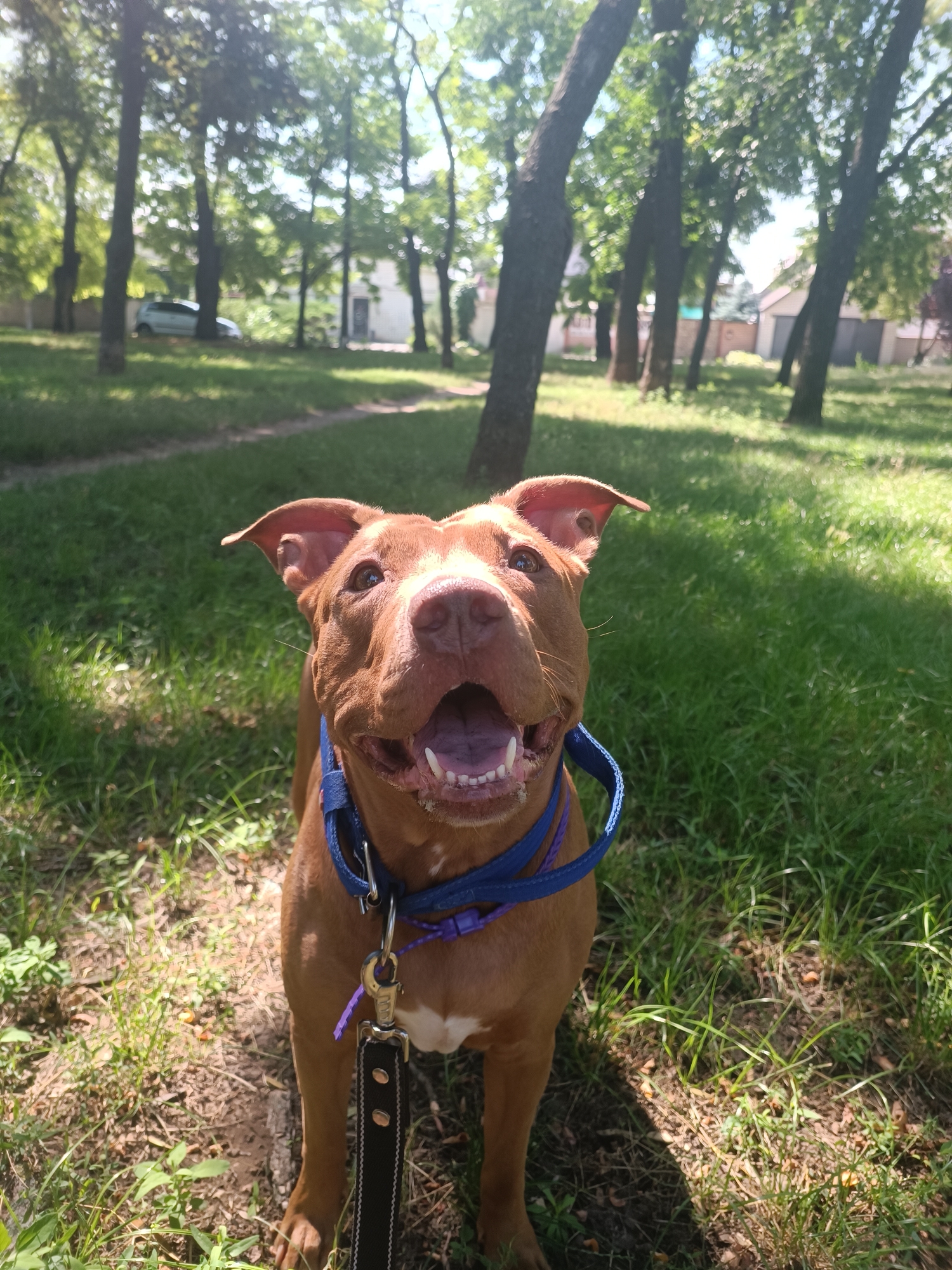 A brown pit bull with floppy ears and an open mouth is the subject of this outdoor portrait. The dog is wearing a blue collar and a black leash. The background consists of a park-like setting with trees and grass. The sun is shining, casting shadows on the ground. The image appears to have been taken in Zaporizhzhia, Ukraine.