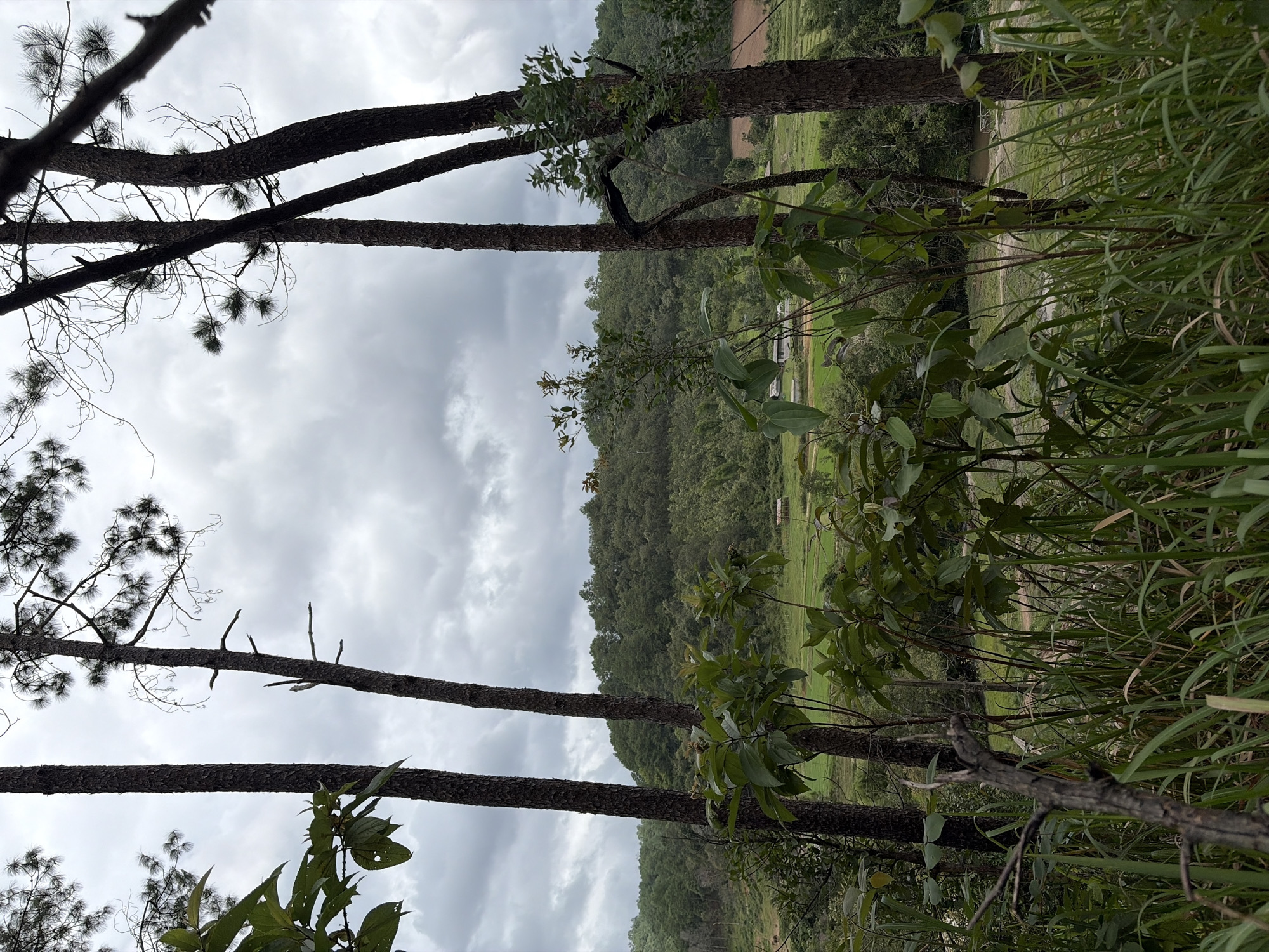 The image captures a view from a wooded area overlooking a valley in Mae Win, Thailand. Tall, slender pine trees with dark bark dominate the foreground, framing a lush green landscape. The sky is overcast with gray clouds.
In the middle ground, a patch of vibrant green fields, likely rice paddies, is visible. Several small, rustic structures, possibly agricultural sheds or simple homes, are scattered throughout the fields. To the far left, a couple of indistinct figures, appearing as small brown shapes, are present in the distance, and may be animals or people. A dirt path meanders through the fields.
The background consists of a densely forested hillside covered in various shades of green trees, leading up to the cloudy sky. The overall impression is one of a rural, natural setting under a cloudy day.