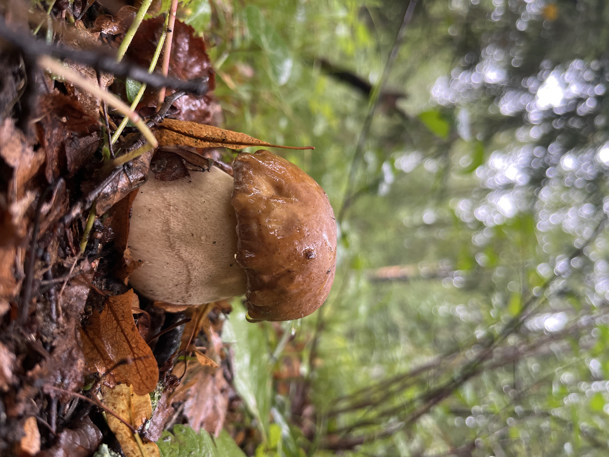 A close-up, low-angle shot focuses on a single, wet porcini mushroom growing amongst fallen leaves and forest debris. The mushroom has a smooth, dark brown cap with water droplets clinging to its surface, and a thick, pale stem. The foreground is dominated by the mushroom and a scattering of damp, reddish-brown fallen leaves, twigs, and green foliage. In the background, the forest is softly blurred with bokeh lights, suggesting a canopy of leaves and dappled sunlight filtering through. The scene is set in a damp, natural environment, characteristic of a forest floor in Chaikovsky, Russia, during or after rainfall. There are no people or animals visible.