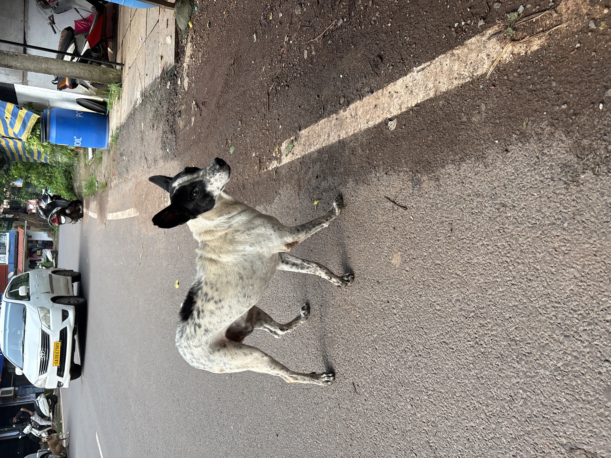 The image depicts a street scene in Agarvada, India. The foreground is dominated by a medium-sized, slender dog with white fur speckled with black markings. The dog is standing on an asphalt road, facing to the right of the frame, with its body slightly angled. Its ears are perked up, and it appears alert. To the left and further down the road, a white Toyota Innova car is parked, with its license plate visible. A person is seated on a scooter near the car. In the background, to the right, a blue barrel labeled "OIL" is visible, along with parked motorcycles and a building. The environment suggests a typical Indian street with varying levels of development and activity.