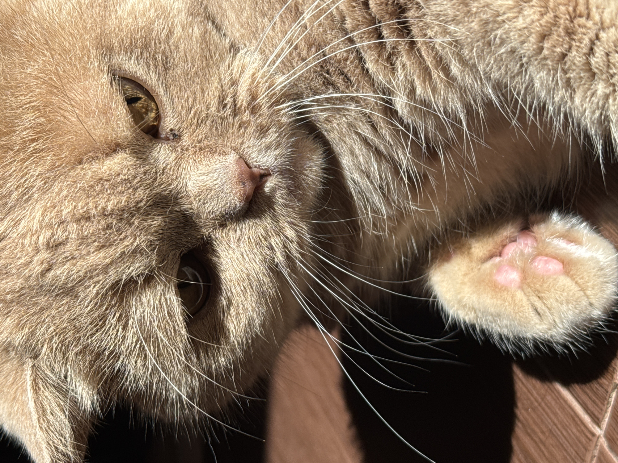 A close-up, horizontal, eye-level, outdoor shot shows the face and paw of an orange tabby cat. The cat's fur is a light orange-brown with darker tabby stripes visible on its head and face. Its left eye is a light brown with a dark pupil, and its right eye is a darker brown with a dark pupil. The cat’s nose is a light pink and moist. Long, white whiskers fan out from its snout. The cat’s left paw, covered in light orange fur, is resting on a brown tiled surface. The paw has four visible pink paw pads. The lighting suggests a sunny day, casting shadows on the tiled surface and parts of the cat's face. The background is dark and out of focus. There are no people or other animals in the image.