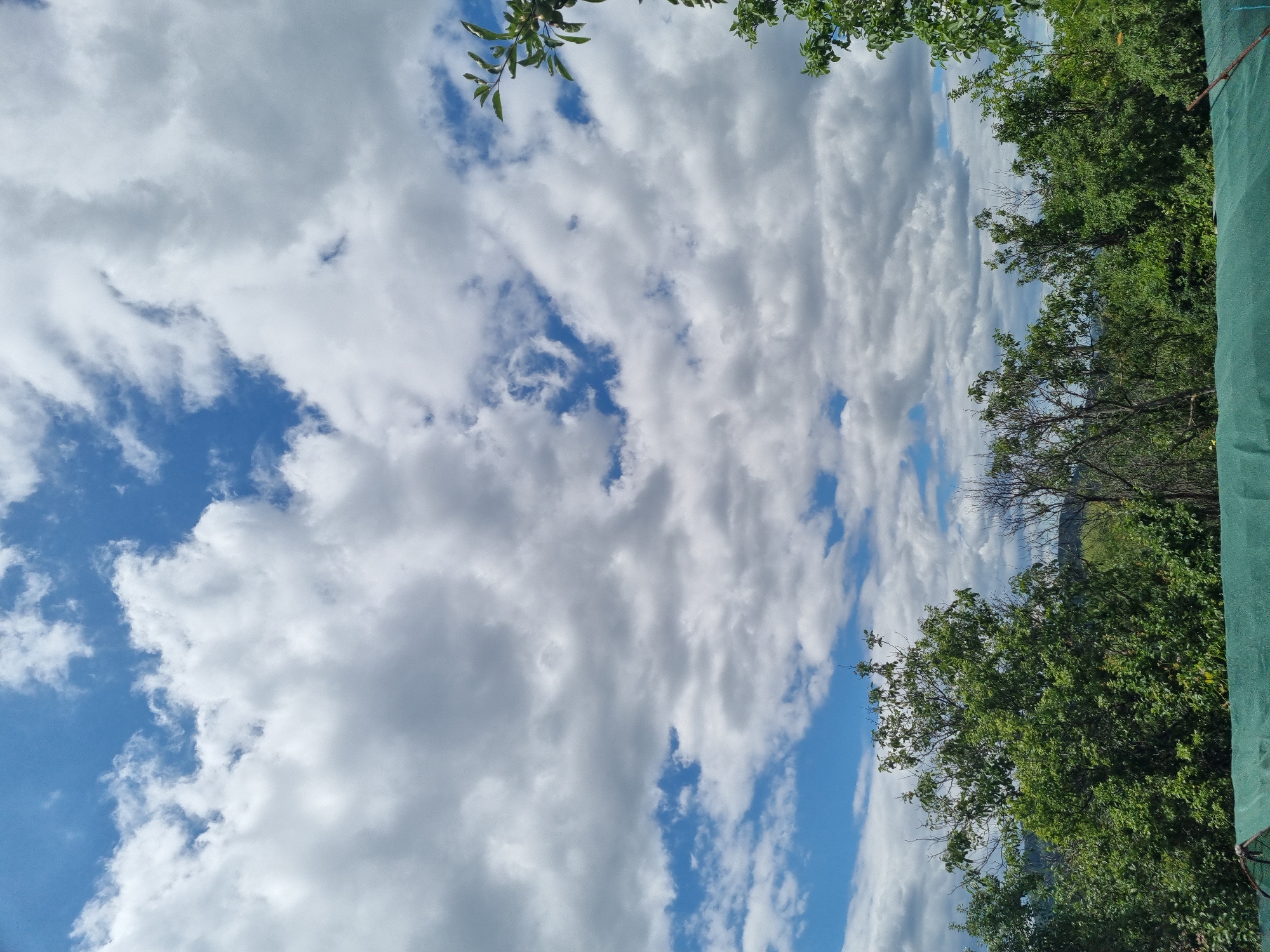 The image shows a view of a partly cloudy sky over a line of trees. The sky is a bright blue with numerous white cumulus clouds. The clouds vary in density, with some appearing thin and wispy and others thick and voluminous. Below the sky, a dense canopy of green trees stretches across the frame. The trees are lush and leafy, with varying shades of green indicating different species or levels of sunlight. In the foreground, a dark green, textured material, possibly a tarp or fabric, is visible along the bottom edge of the image. The overall scene depicts a natural outdoor environment, likely in a rural or suburban area, given the abundance of trees and the open sky.
