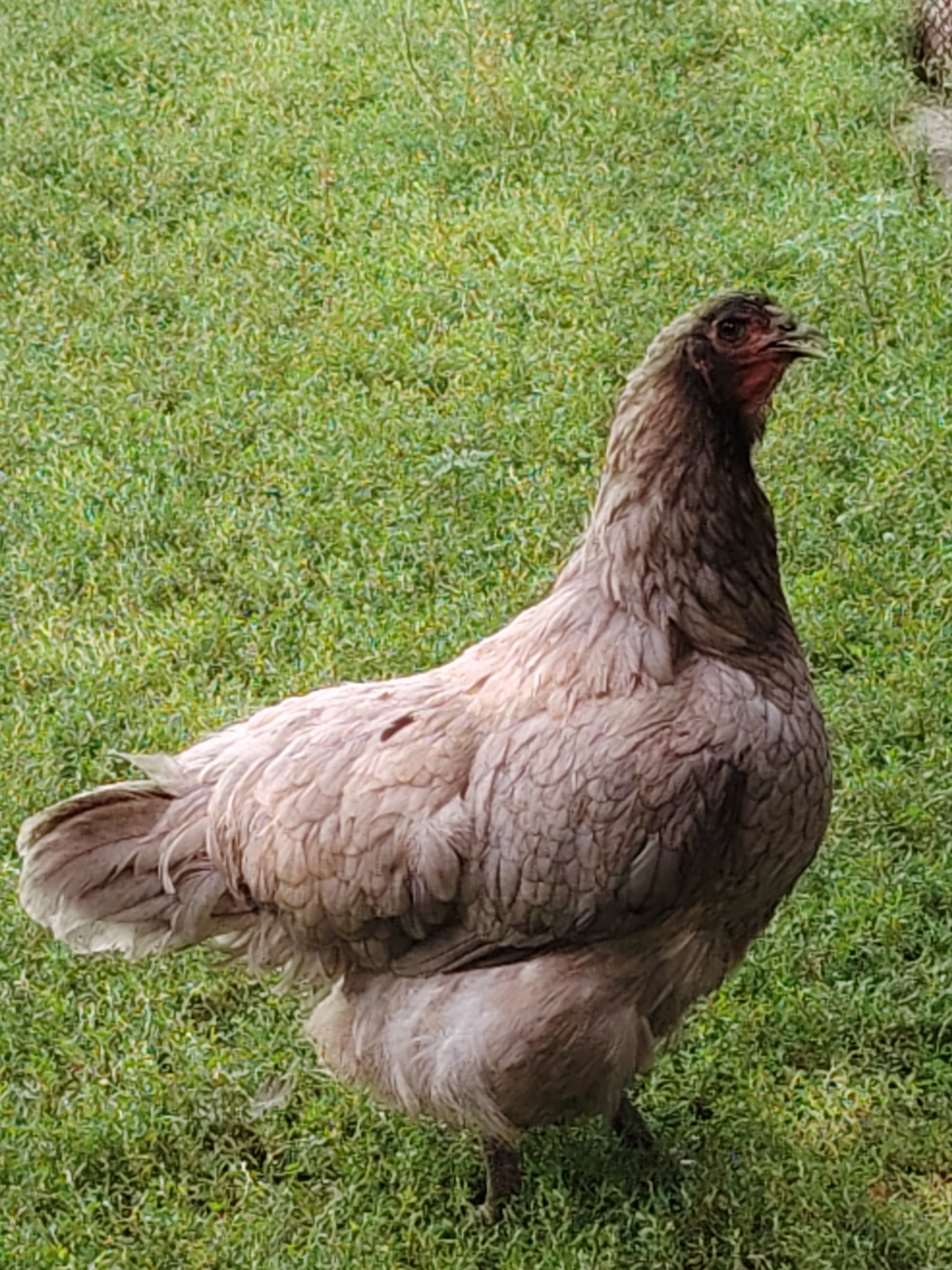 A single chicken stands on a grassy area. The chicken is facing to the right, with its head turned slightly to the left. It has brown and grey feathers and a red wattle. The background is blurred green grass. The location is in Volokonovka, Russia.