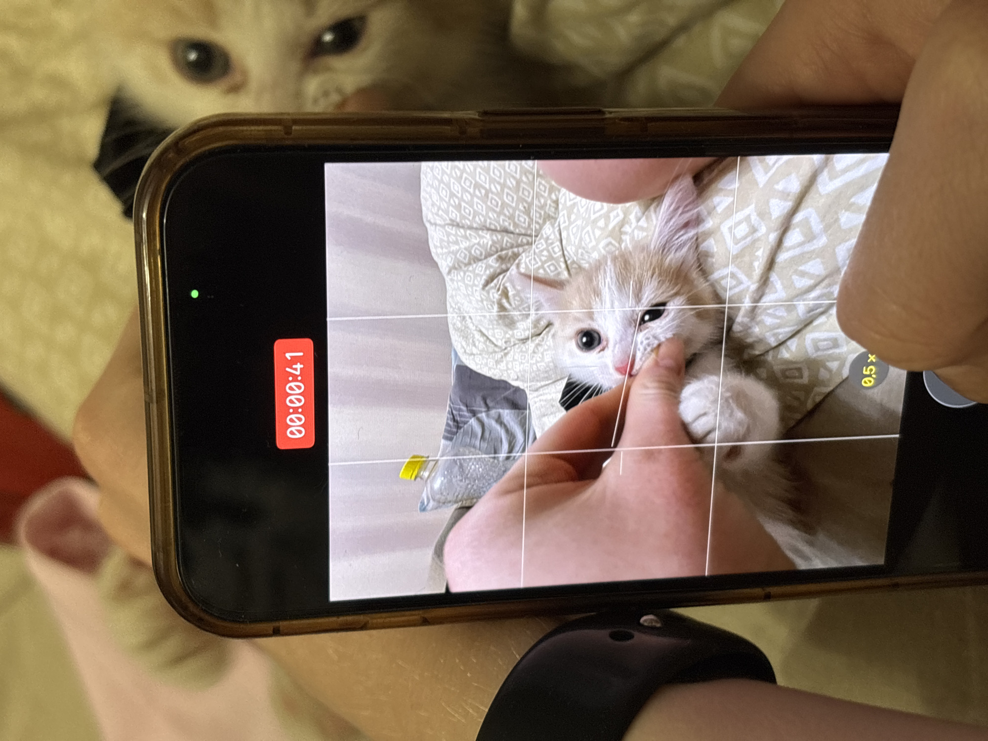 A person is recording a video with their smartphone, featuring a kitten. The kitten is being held by the person, while another cat is partially visible in the background. The phone screen displays the recording interface, showing the time elapsed is 00:00:41. The location is unknown, and the prompt about Perm, Russia, cannot be confirmed.