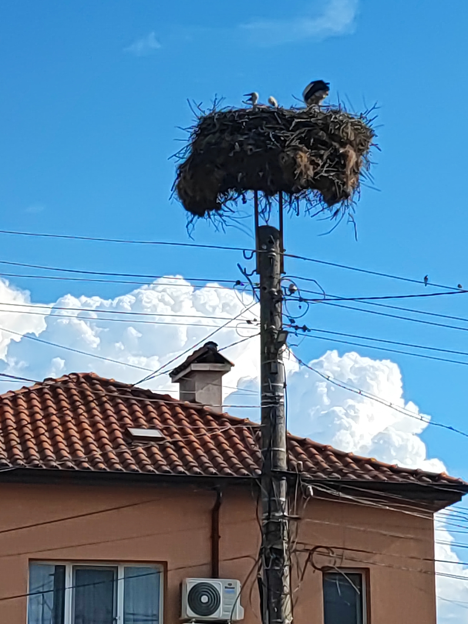 A large, messy bird's nest, likely belonging to storks, sits atop a utility pole on a sunny day in Kadievo, Bulgaria. The nest is constructed from twigs and other natural materials and is home to at least three birds: two smaller ones and one larger one. Below the nest, a red-tiled roof of a building is visible, along with power lines crisscrossing the sky. The background features a bright blue sky with fluffy white clouds.