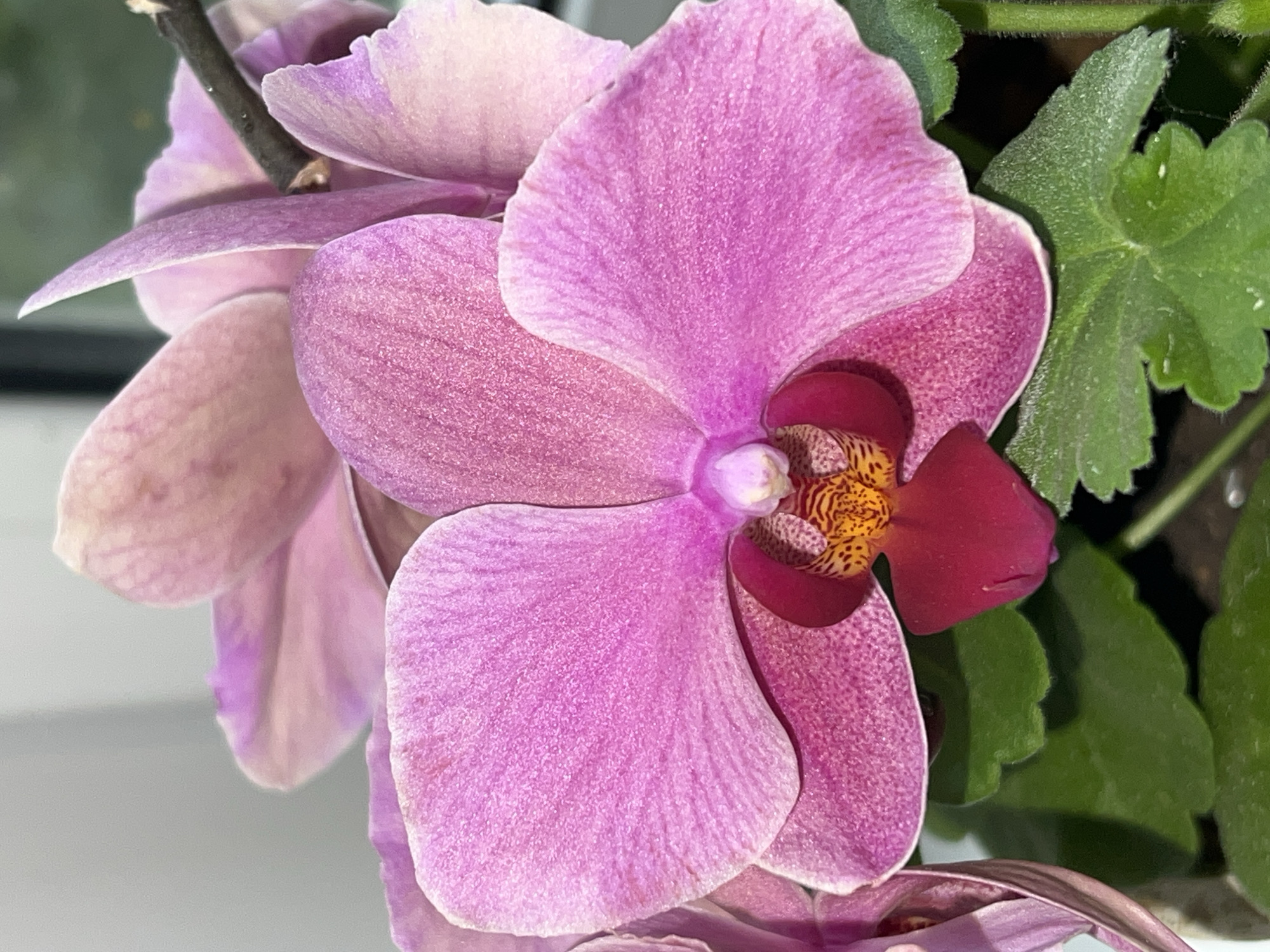A close-up, eye-level, vertical shot features a vibrant pink orchid bloom. The orchid's petals are broad and textured, with delicate veins visible. The center of the flower reveals a darker, more intricate structure with splashes of yellow and deep red. Green, serrated leaves are visible beneath the bloom, providing a contrasting backdrop. The overall lighting is soft, highlighting the delicate beauty of the flower. There is no discernible location within the city of Noviy, Russia, in this image.