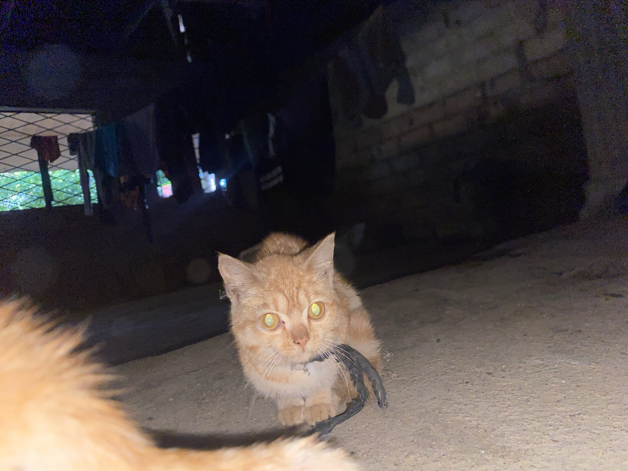 An orange cat with bright yellow eyes is sitting on a concrete surface. It is holding a black, coiled object in its mouth. The cat is looking directly at the camera. In the background, laundry is hanging on a clothesline, and a chain-link fence is visible. The scene appears to be outdoors, possibly in a sheltered area. The lighting suggests it is either dusk or nighttime, with artificial light sources in the background.