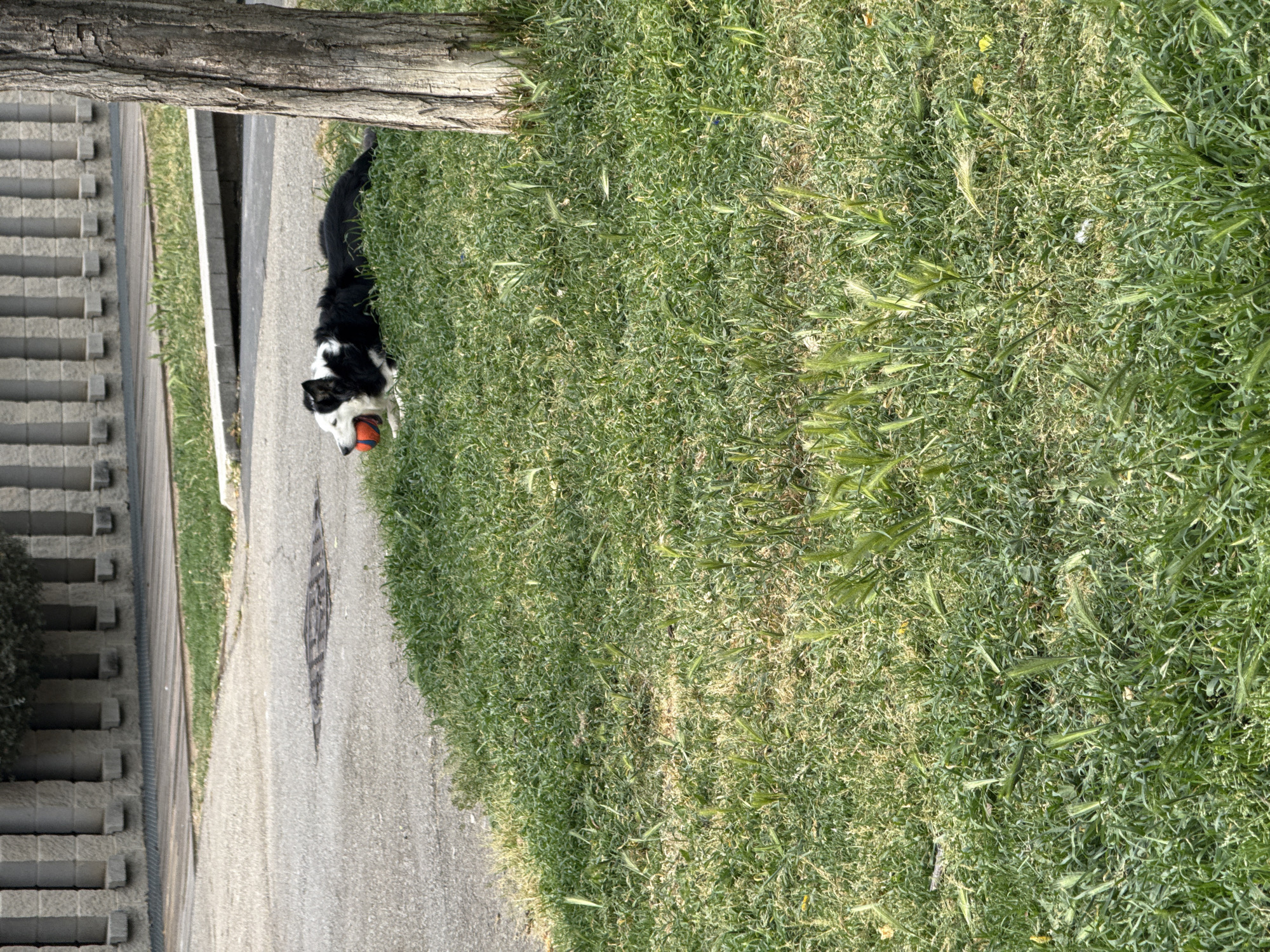 The image, oriented correctly, depicts a black and white dog, likely a Border Collie, standing at the edge of a paved path. The dog holds a bright orange ball firmly in its mouth, suggesting it's ready to play or has just retrieved the toy. Its posture implies alertness and engagement.
A prominent dark tree trunk with textured bark stretches horizontally across the upper left side of the frame. To the right of the dog and the paved surface, a large area of vibrant green grass fills much of the right side of the image. The grass appears somewhat wild, featuring varying lengths and textures, including some seed heads.
The light grey paved path or road runs diagonally from the lower center towards the upper left. Further along this path, a manhole cover with a distinct diamond-shaped pattern is visible. On the far left, behind the path, there is a multi-tiered retaining wall or set of steps constructed from light-colored, rectangular concrete blocks.
The scene is set outdoors under bright, clear daylight, indicated by the strong illumination and visible shadows. The weather appears sunny and pleasant. The combination of a tree, grass, paved path, and concrete structures suggests an urban or suburban outdoor environment, possibly a park, green belt, or residential area, consistent with a location like Barcelona, Spain. No visible text is present in the image.