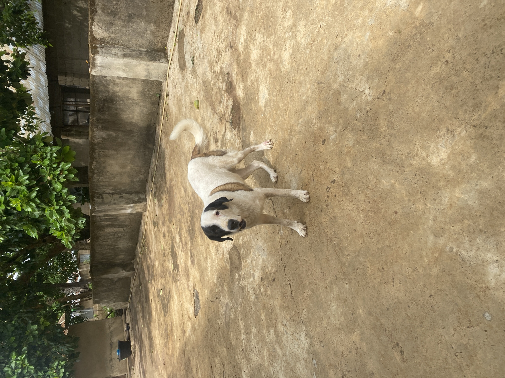 The image depicts an outdoor scene, likely in Maigizo, Nigeria, with a dog as the primary subject. A medium-sized dog, predominantly white with brown and black patches, stands on a light-colored concrete or paved surface. It has a distinct black patch over its left eye and ear, and a black ear on the right, with a curious and attentive gaze directed towards the viewer. Its tail is visible, curving upwards.
The surrounding environment includes lush green foliage from trees or bushes on the left side, indicating natural growth. Behind the vegetation and extending towards the top and right, various concrete structures are visible, suggesting buildings or walls. These structures appear weathered, with textured surfaces and some discoloration. A corrugated metal roof is partially visible behind the trees, and a window with grates can be seen within a concrete wall. A dark bucket is situated on the ground near one of the concrete structures on the lower left.
The lighting suggests bright daylight, likely mid-morning or afternoon, with strong shadows visible on the ground and structures, indicating a sunny day. The overall setting appears to be a typical outdoor space, possibly a yard or undeveloped area. There is no visible text in the image.