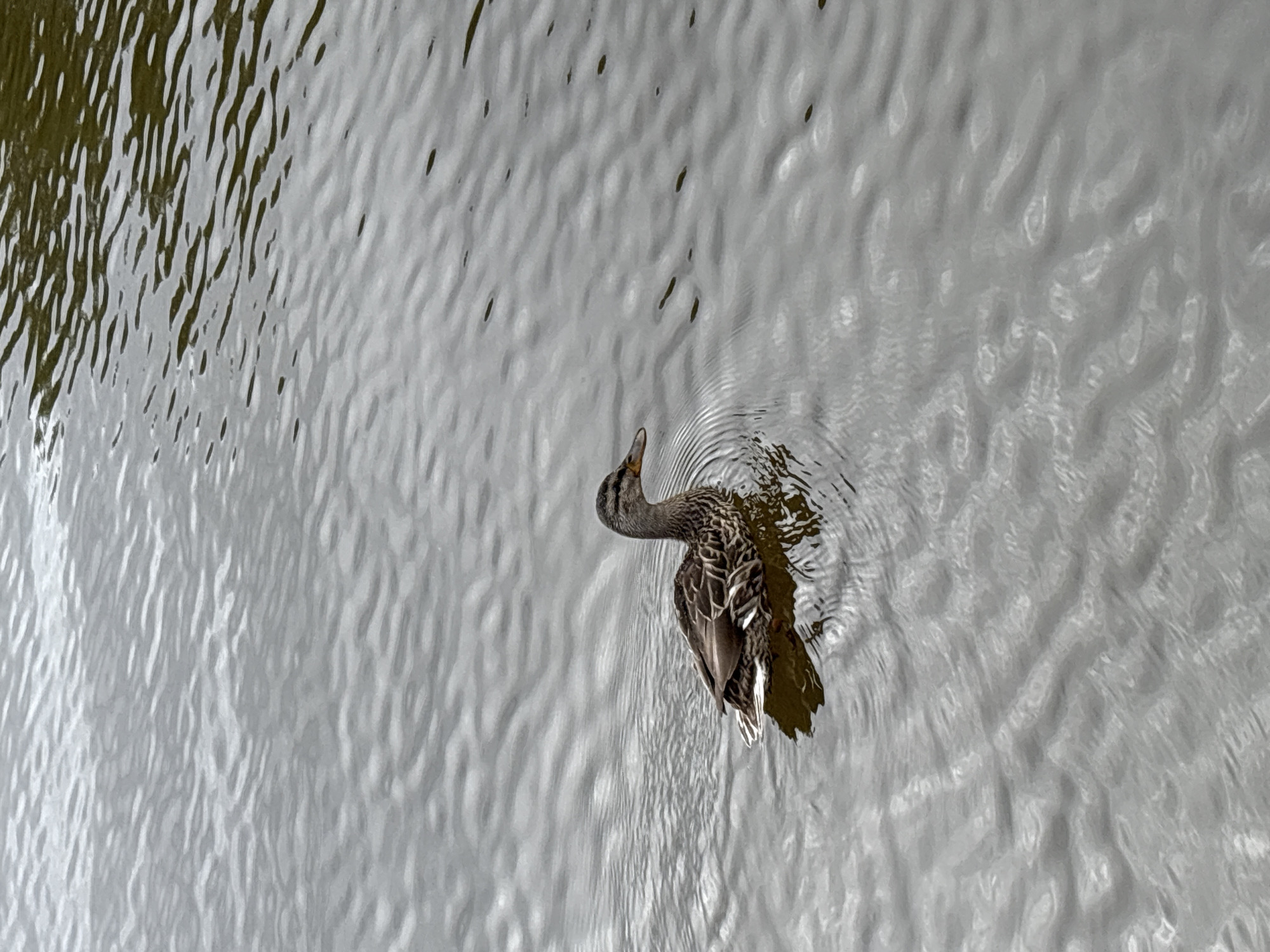 In Rautalakhti, Russia, a solitary mallard duck swims in the calm, rippling waters of a lake or pond. The duck, facing right, is captured in profile, its brown and white patterned plumage clearly visible. The water's surface reflects the overcast sky, creating a dappled, grey and brown texture with subtle wave patterns emanating from the duck's movement. The scene is devoid of any human presence or other wildlife.