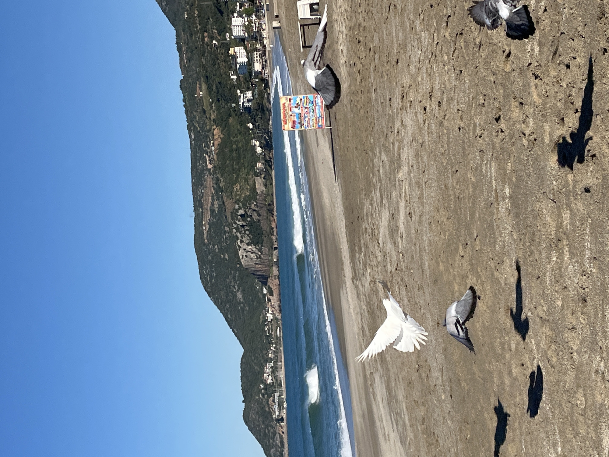 The image shows a beach scene in Alanya, Turkey. To the left of the image, a mountain stretches alongside the beach, adorned with buildings nestled within the trees and along the coast. The ocean's waves roll towards the shore. On the sandy beach, there are several pigeons, one of which is white and captured mid-flight. Nearby, there is a sign displaying images of the town "ALANYA". Shadows are cast on the sand, likely from other birds. The sky is clear and blue.