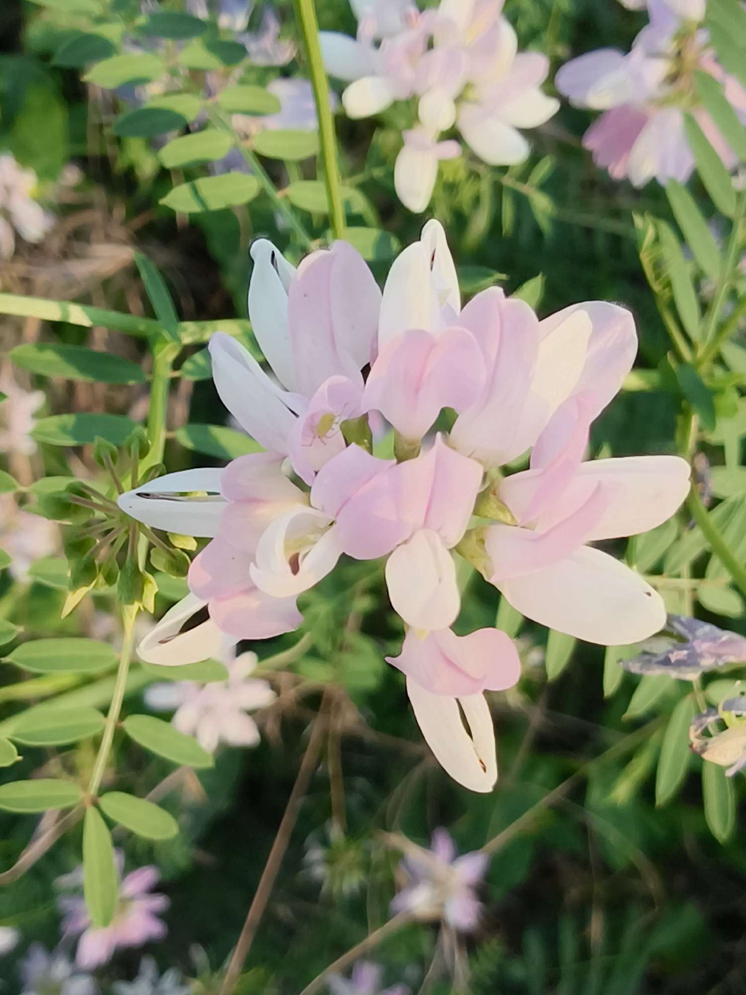 In Kryvyi Rih, Ukraine, a close-up, high-angle shot captures a cluster of pale pink and white flowers in focus against a blurred background of green foliage. The flowers, with their delicate, overlapping petals, are the primary subject. The lighting suggests it is either early morning or late afternoon, casting a soft glow on the scene. No people are present in the image, and no specific city landmarks or structures are visible. The environment appears to be a natural setting, possibly a park or garden, characterized by lush greenery.