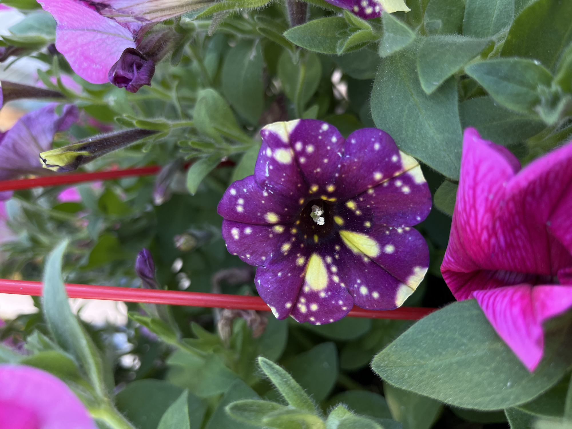 The image depicts several petunia flowers with predominantly purple petals. One flower has a distinctive dark purple base with numerous yellow spots. The background consists of green leaves and a thin red support structure. The location is unknown, but suggested to be in the city of Skutare, Bulgaria. There are no people visible in the image.