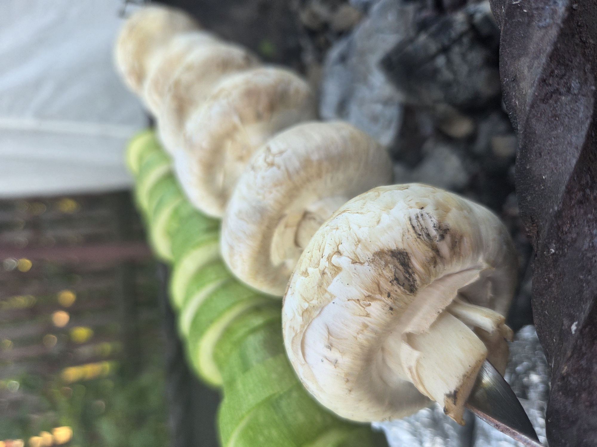A close-up, shallow depth-of-field shot captures mushrooms on a skewer, interspersed with sliced zucchini. The mushrooms, a mix of white and brown, are threaded onto a metal skewer, with the front-most mushroom prominently featured, showing its cap and stem. Behind the mushrooms, several rounds of green zucchini are visible on a separate skewer. The skewers rest on dark, textured ground, possibly charcoal or rough earth, with a hint of gray metal at the bottom of the frame. The background is softly blurred, showing green foliage, wooden fencing, and diffused yellow and white lights, suggesting an outdoor setting in Frolovo, Russia. The overall scene depicts food preparation, likely for grilling.