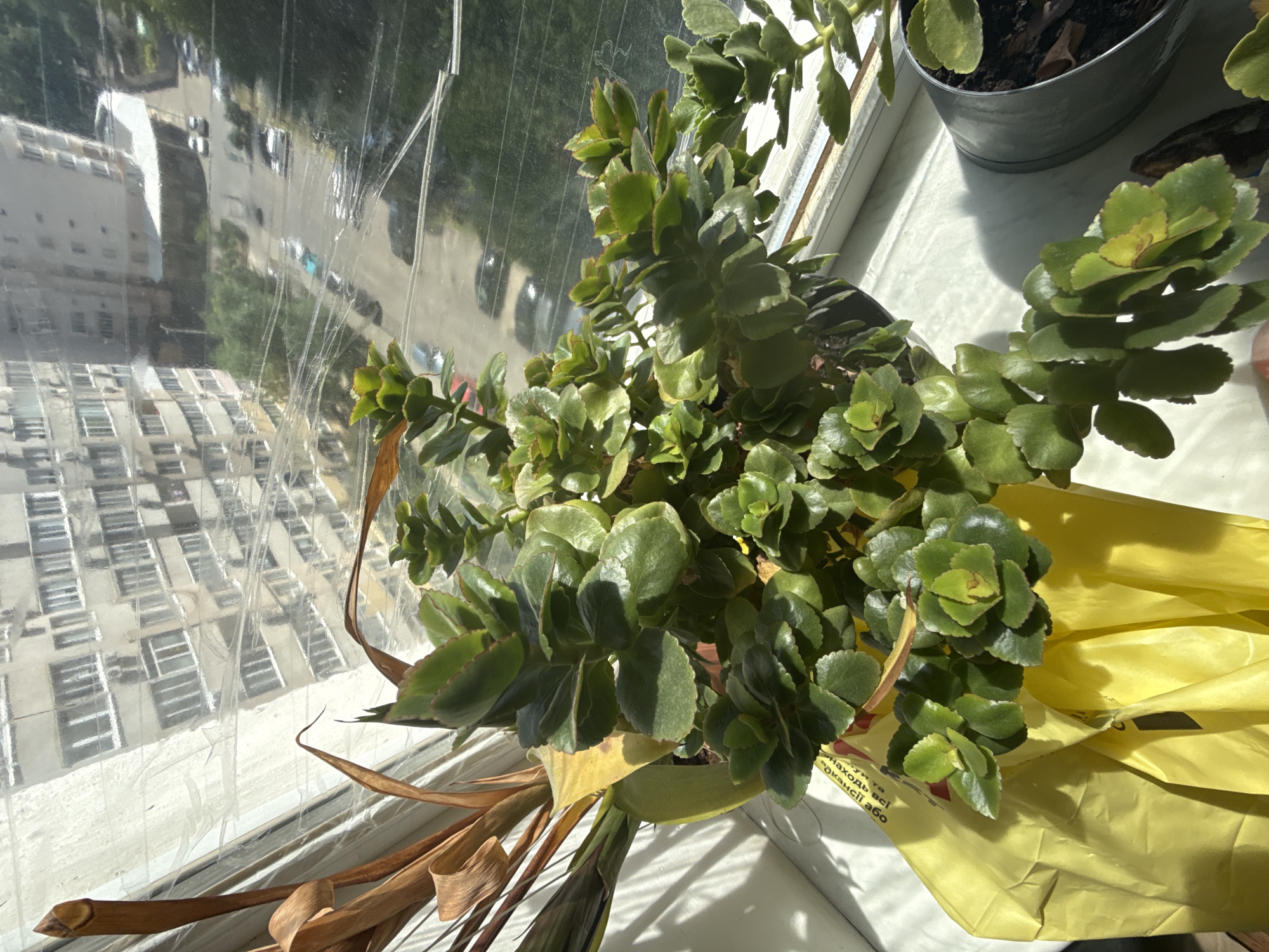 This media file features a close-up of a potted plant with green, succulent-like leaves, placed on a windowsill. The plant is in the foreground, with its leaves catching the sunlight. Behind the plant, a window is visible, reflecting a street scene with buildings and trees. There are some dried, brown leaves near the base of the plant. The window appears to have some plastic sheeting or a protective layer affixed to it, creating a slightly distorted view of the outside world. The overall scene suggests a domestic setting, likely a home or office, with the plant serving as a decorative element.
The sunlight suggests it is daytime, possibly morning or afternoon, given the angle of the light. The presence of reflections on the window implies clear weather. There is some text visible on a yellow plastic bag behind the plant, but it is mostly obscured and difficult to read clearly. The overall mood is peaceful and everyday.
