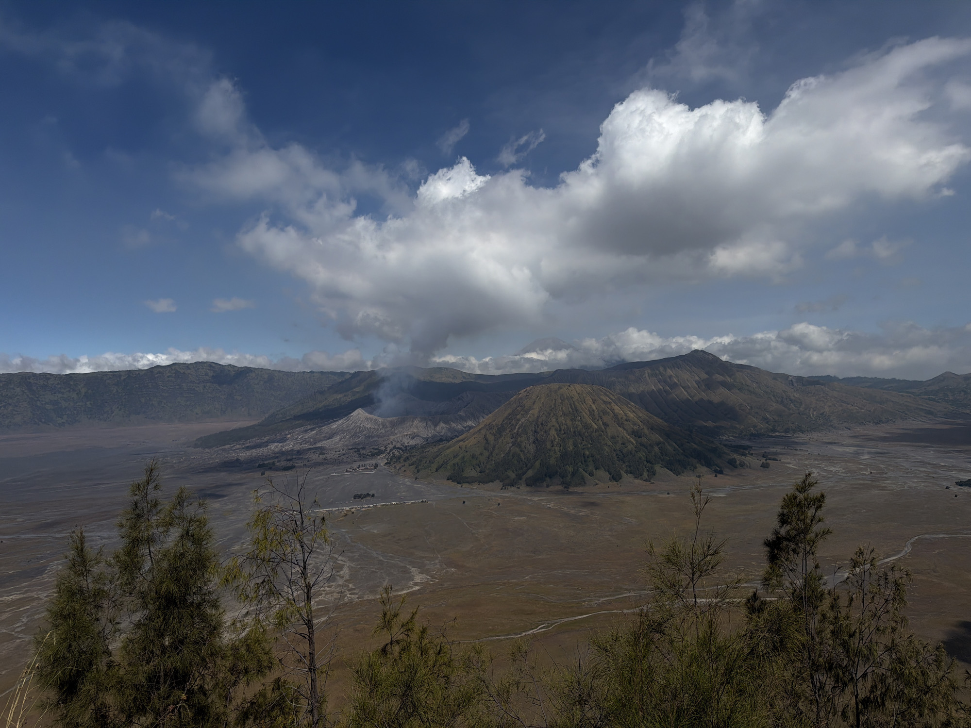 This is a wide-angle, eye-level view of the Tengger Caldera, a vast volcanic landscape near Cemorolawang, Indonesia. The foreground is dominated by the tops of several pine trees and sparse, dry foliage, obscuring the lower portion of the scene.
In the mid-ground, the expansive "Sea of Sand" stretches across the frame. This flat, arid plain is characterized by a dry, brown, and grey surface, crisscrossed by winding, lighter-colored tracks that appear to be the routes used by vehicles and people. Two prominent volcanoes are visible within the caldera. To the right, a large, conical volcano, likely Mount Batok, is covered in green vegetation, suggesting a dormant state. To the left, a smaller, ash-colored volcano, Mount Bromo, is actively emitting a plume of white smoke, indicating volcanic activity. The base of Mount Bromo shows evidence of a settlement or tourist facilities.
The background consists of rolling, mountainous terrain, covered in varying shades of green and brown. The slopes appear steep and rugged. The sky above is a vibrant blue, dotted with large, fluffy white cumulus clouds, some of which cast shadows on the landscape below. The lighting suggests it is daytime, likely late morning or early afternoon, with the sun casting distinct shadows. No people are visible in this scene.
