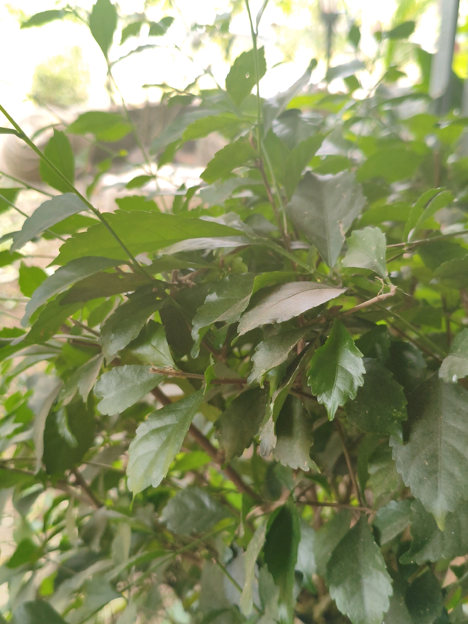 A close-up, slightly low-angle shot showcases a dense arrangement of vibrant green leaves belonging to a bushy plant. The leaves, varying in size and shape, are intricately layered and overlap each other, with some appearing glossy and others dusted with a fine layer of particles. Thin, brown stems thread through the foliage, supporting the leaves. The background is softly blurred, suggesting an outdoor environment with hints of sunlight filtering through, creating a bright, almost hazy effect. The bokeh effect in the background suggests the image was taken in a naturally lit setting, possibly a garden or park. The scene is devoid of any human presence or discernible activity. The location is identified as Bogor, Indonesia.