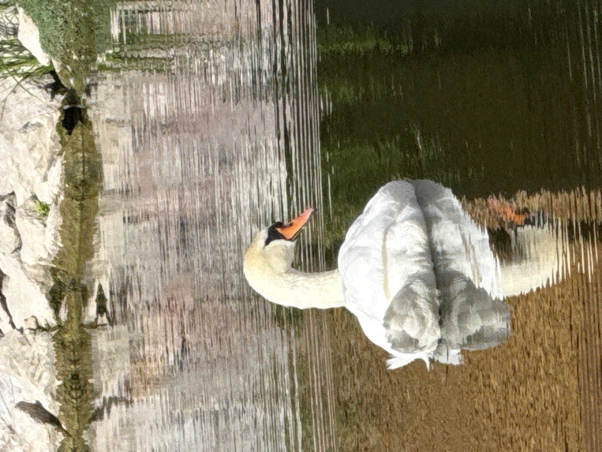 A white swan with an orange beak swims in a body of water. The swan is positioned in the lower right quadrant of the image, facing to the right with its neck curved. Its white feathers are slightly ruffled, and its reflection is visible in the rippling water below. The background consists of rocks and greenery along the edge of the water. The water's surface displays horizontal lines created by the ripples.