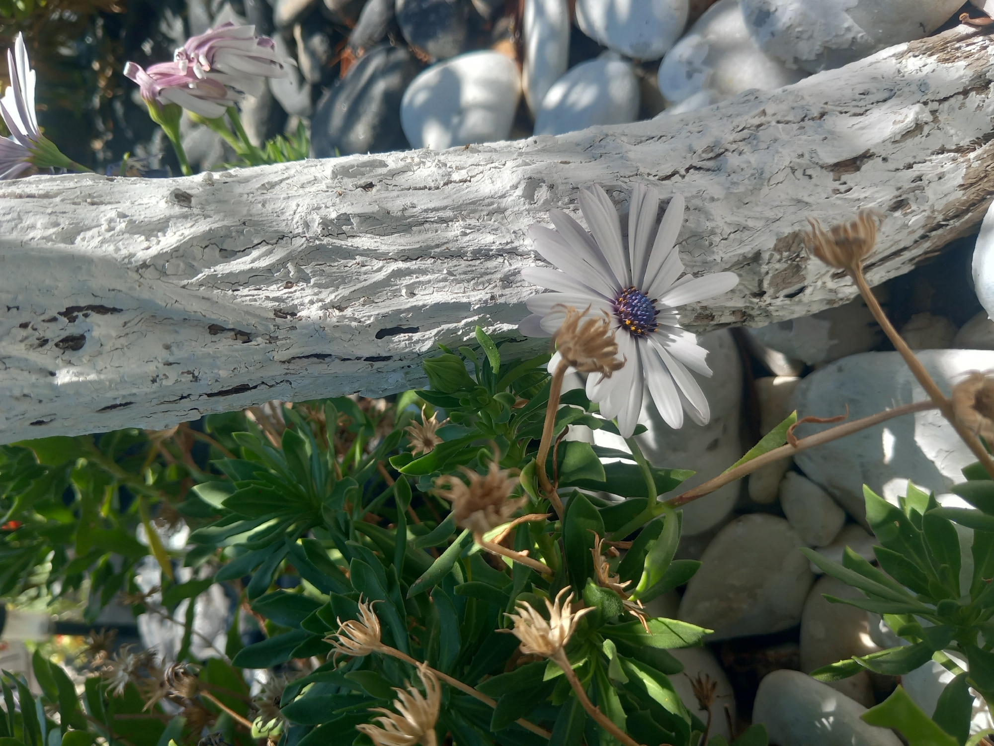 The image depicts a close-up outdoor scene in Άγιος Νεκτάριος, Greece, focusing on a white-painted piece of driftwood standing vertically. To the left of the driftwood, a lush green plant with succulent-like leaves is visible, along with several dried, withered flower heads. A single white daisy-like flower with a purple and yellow center is in bloom, positioned in front of the driftwood, partially obscuring it. Behind the driftwood and plants, a collection of smooth, rounded pebbles in shades of gray and white forms the ground cover. In the upper right background, another flower, with pale pink and white petals, droops downwards. The lighting suggests it is daytime, with shadows cast by the sunlight on the pebbles.