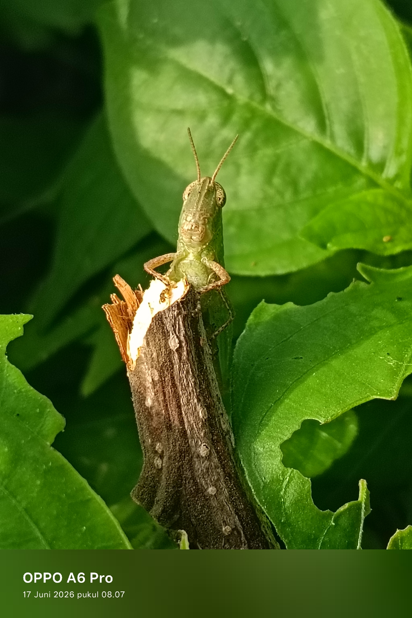 A close-up, vertical, eye-level shot captures a grasshopper perched on a broken twig amidst lush green foliage. The grasshopper, a pale green insect with prominent antennae and compound eyes, is positioned in the upper center of the frame, facing forward with its forelegs extended. Its body is slender, and its texture appears slightly rough. The twig it rests upon is rough and brown with a lighter, splintered section at its top. The background is a blur of various shades of green, suggesting a natural, outdoor environment. The lighting appears to be natural sunlight, creating subtle highlights on the grasshopper and twig. In the bottom portion of the image, text overlays indicate "OPPO A6 Pro" and "17 Juni 2026 pukul 08.07," which appears to be a timestamp, possibly indicating the device used and the date and time of capture. The location of Lhokseumawe, Indonesia is not visually represented in the image itself.