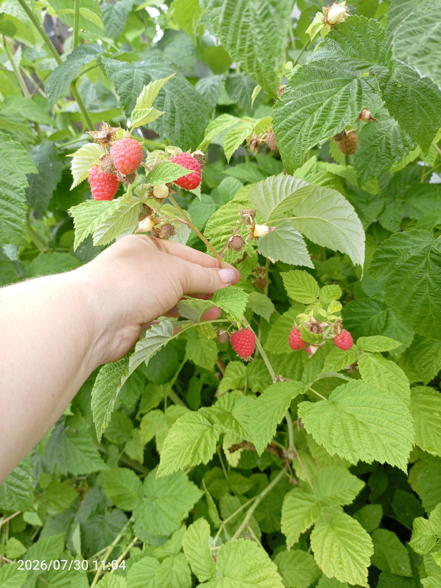 A person's left hand is reaching into a bush of bright green raspberry plants. The hand is light-skinned and gently touching a stem with several ripe red raspberries and some green, immature berries. The background is filled with more green leaves, some of which appear to be wet, suggesting recent rain. The image was taken in Erkhirik, Russia, on July 30, 2026, at 11:04 AM.