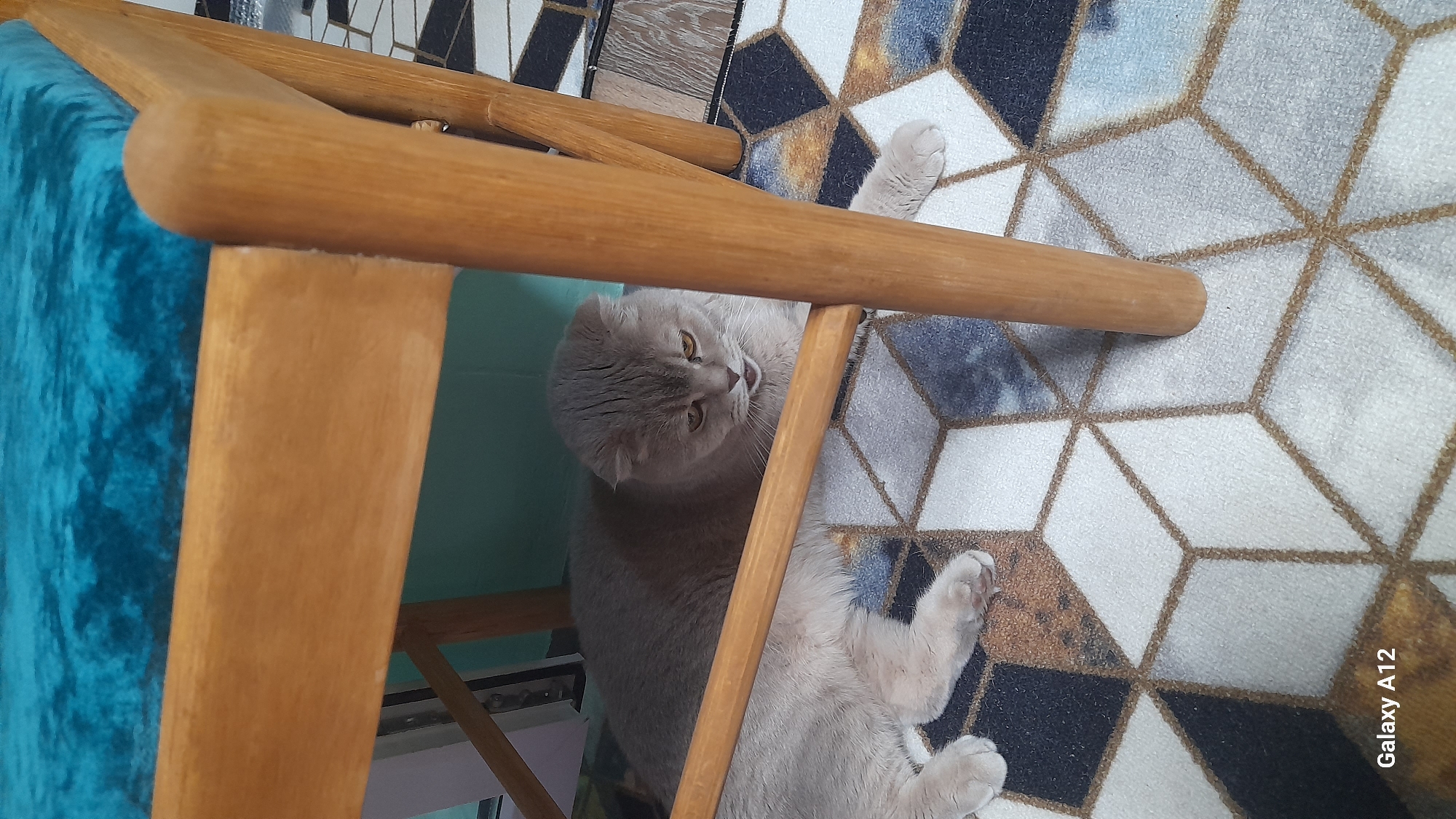 A light-colored cat with amber eyes and characteristic folded ears is captured resting on a geometrically patterned rug. The cat's fur is a pale grey or cream hue, and it is seen from a slightly elevated perspective, looking upwards towards the camera. Its body is partially obscured by the wooden frame of what appears to be a chair or stool, which is visible in the foreground and to the left.
The furniture is made of polished light brown wood, featuring rounded edges and straight supports. To the left of the wooden structure, a vibrant, plush blue fabric is visible, possibly part of another piece of furniture or a soft furnishing. The rug beneath the cat and furniture displays a mosaic-like pattern of interconnected cubes or rhombuses in shades of white, light grey, dark grey/black, and earthy brown, outlined by thin golden-brown lines. The cat's left front paw is extended onto the rug, and its overall posture suggests a state of relaxation. In the bottom right corner of the image, the text "Galaxy A12" is visible, indicating the camera device used.