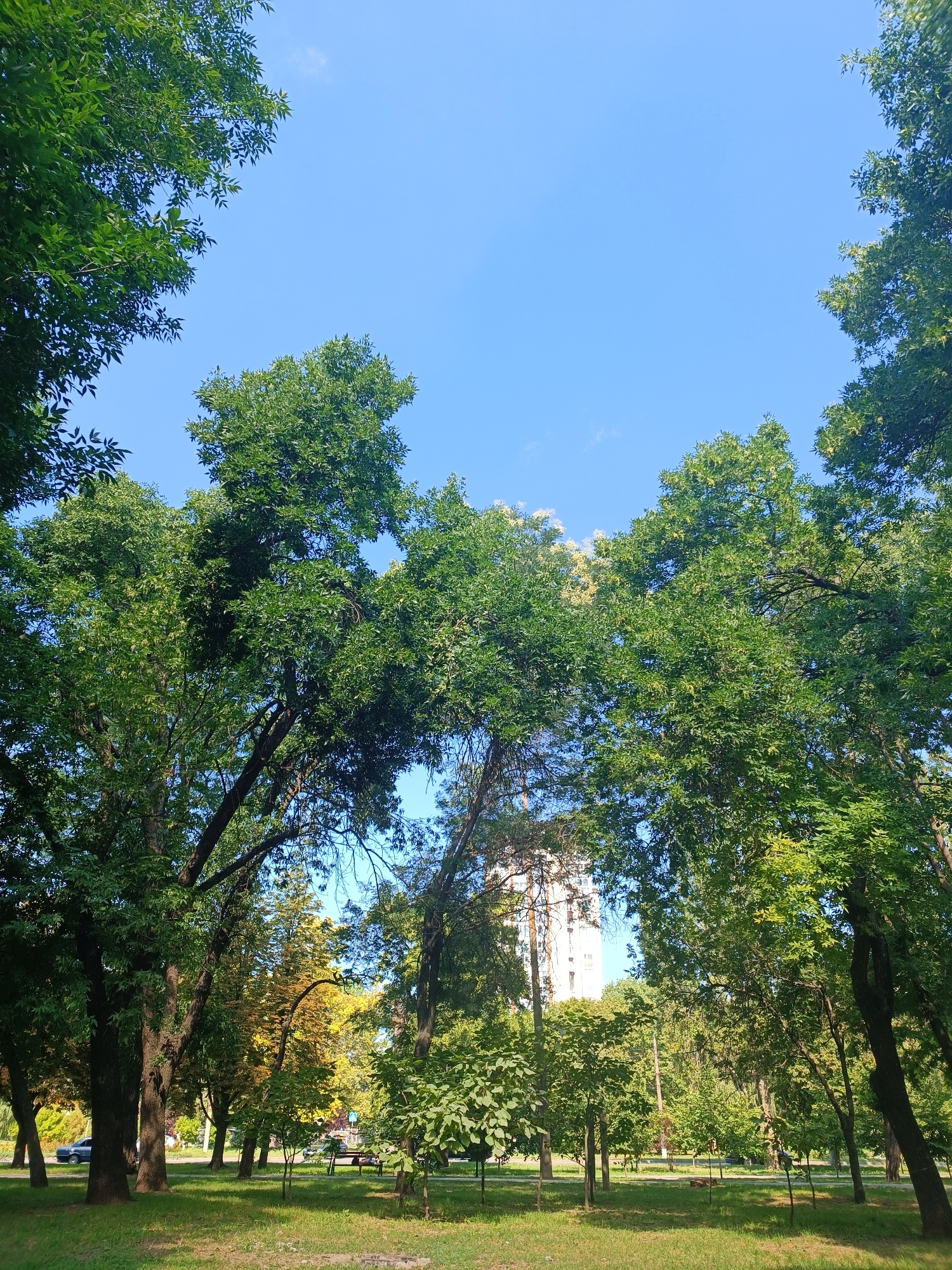 This is a photograph taken from a low angle, looking up towards a clear blue sky framed by the canopies of lush green trees. The scene appears to be a park or a tree-lined area within a city, suggesting a location like Zaporizhzhia, Ukraine, given the presence of a tall, modern apartment building in the background, partially obscured by foliage. The building has a light-colored facade with visible windows and balconies. In the foreground, a grassy lawn is visible, with several trees of varying sizes and ages. Some of the trees are large and mature, with thick trunks and sprawling branches, while others are smaller and younger. The leaves on the trees are predominantly green, indicating a season of growth, likely spring or summer. The sunlight filters through the leaves, creating dappled patterns on the grass. In the middle ground, a paved path or walkway can be seen, with a park bench visible to the right. Further in the background, more trees and vegetation are present, with hints of urban infrastructure, such as a road and a parked car on the left. The overall atmosphere is one of tranquility and nature within an urban setting.