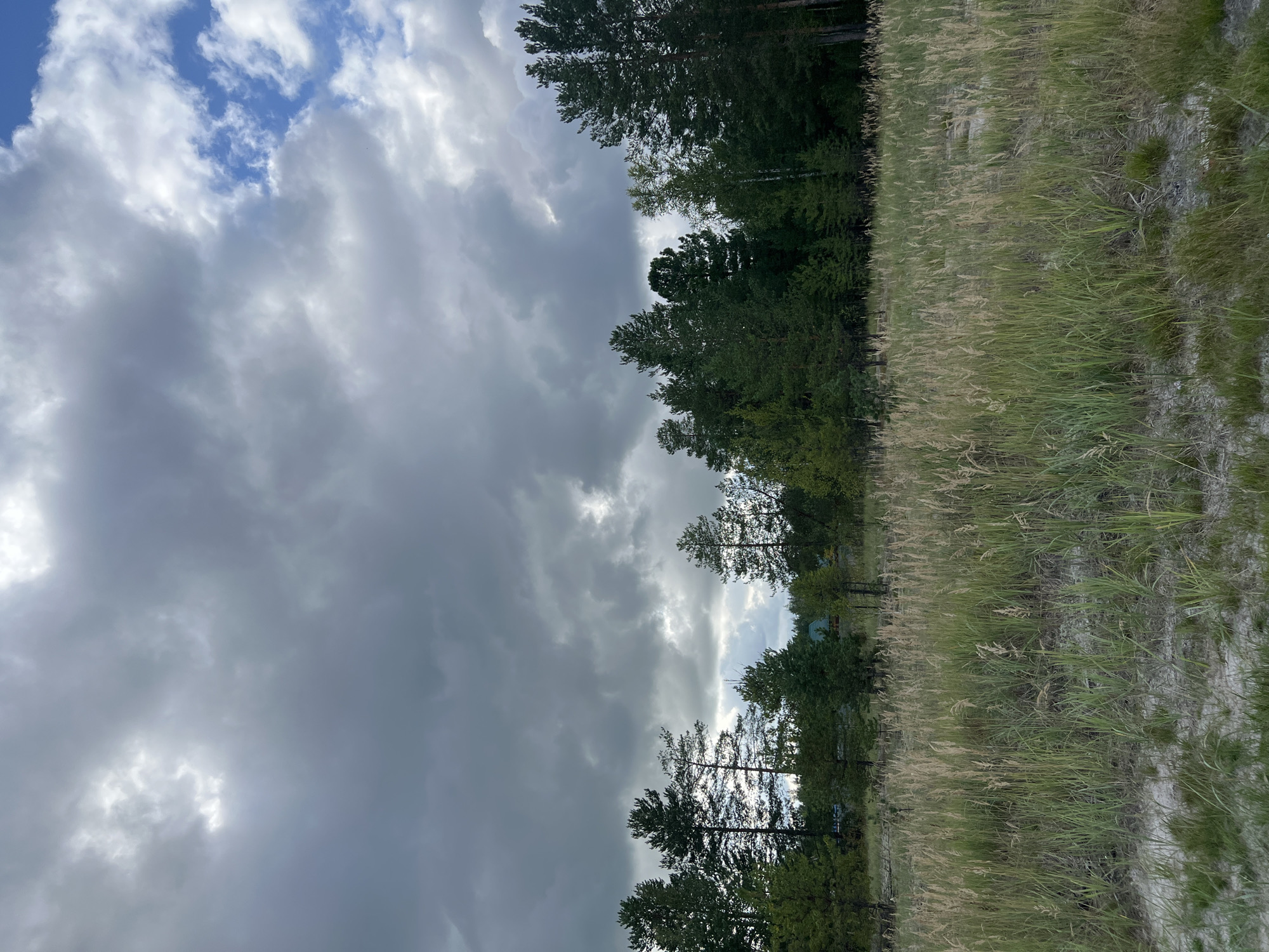 The image depicts a landscape scene in Surgut, Russia, under a dramatic sky filled with heavy, dark clouds interspersed with patches of blue. A dense line of coniferous trees forms the backdrop, with varying shades of green indicating different species and heights of pines and firs. In front of the forest, a field of tall, dry grass, predominantly beige and green, stretches across the foreground. The grass is uneven, with some areas appearing sparse and sandy, revealing light-colored soil. The overall impression is of a natural, undeveloped area, possibly on the outskirts of the city, with a sense of impending weather. There are no visible people or animals in the frame.