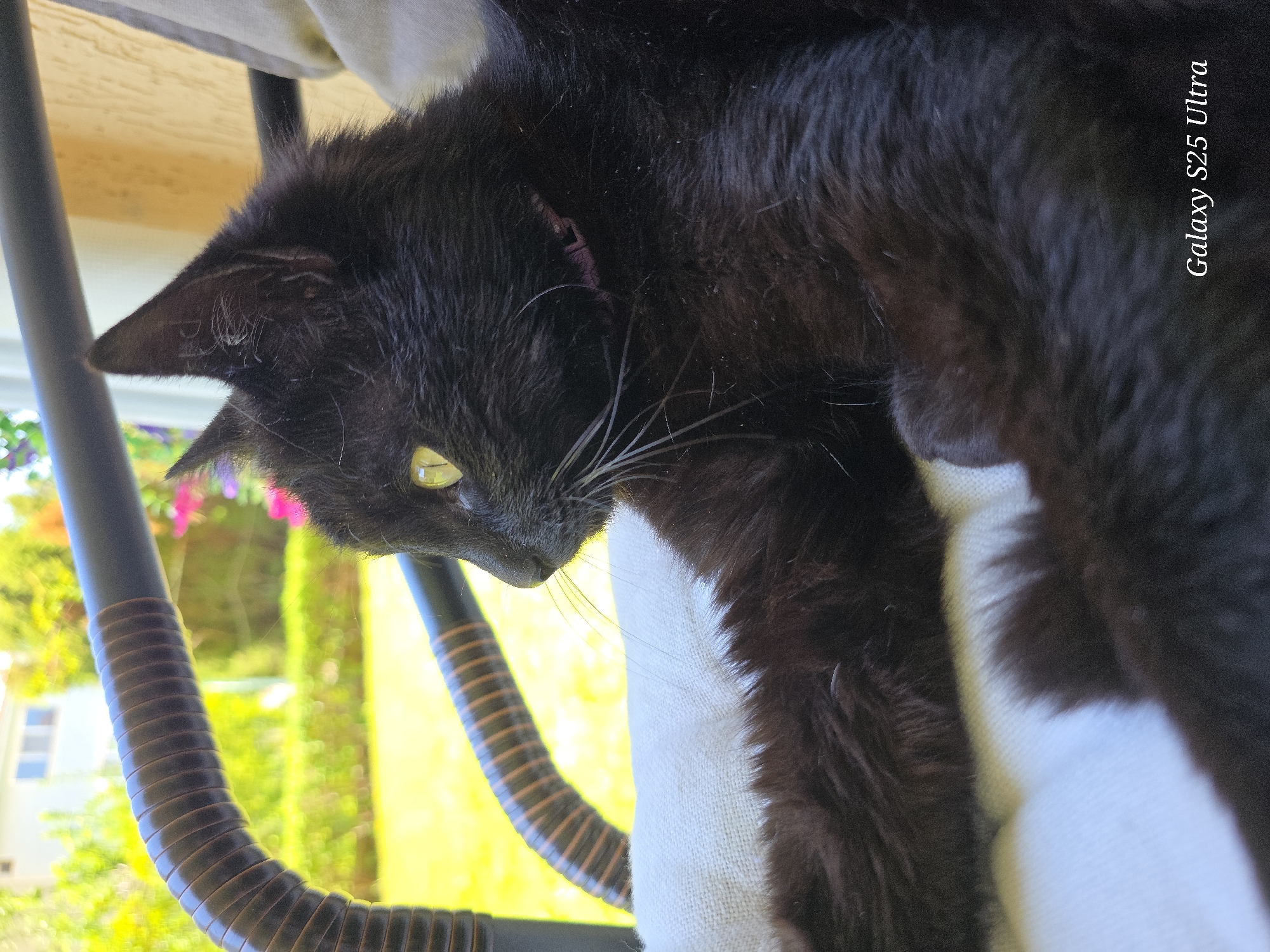 A close-up, medium shot shows a black cat with yellow eyes lying down. The cat is mostly black, but has some white fur visible. The cat appears to be on a white surface that looks like it could be a cushion or pillow. In the background, blurred and out of focus, are green trees, plants, and a building with a window. The background suggests the photo was taken outdoors. A black, woven object is in the foreground. "Galaxy S25 Ultra" is printed in white on the right side of the photo. This image was taken in an unspecififed location; Sveti Vlas, Bulgaria is not identifiable in this image.