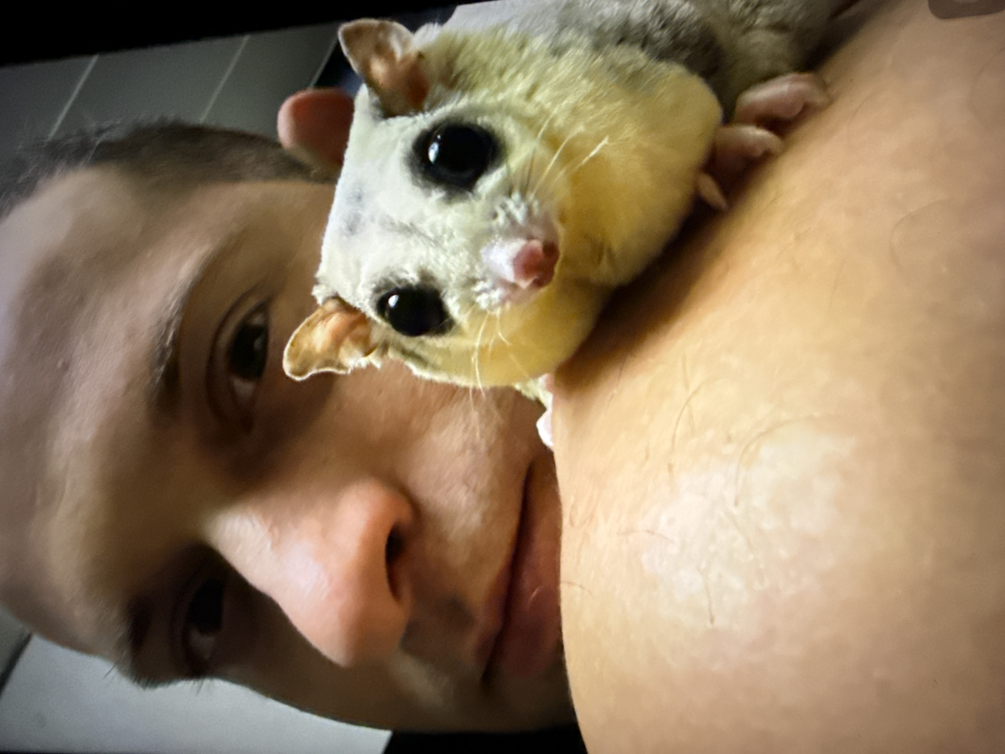 The image is a close-up, selfie-style shot of a person's face and a sugar glider perched on their shoulder. The person's face, in the upper left portion of the image, is partially obscured and out of focus. Their eyes are visible, as is their nose and mouth area. The sugar glider, positioned in the center and right of the frame, is in sharp focus. It is a small marsupial with large, dark eyes, a pink nose, and pointed ears. Its fur is a mix of white, grey, and yellow. The glider's paws are visible, gripping onto the person's shoulder, which is also in the frame, taking up the lower part of the image and appearing slightly out of focus. The background is dark and indistinct, with no discernible details about the environment or specific location. The image does not provide any information that would allow for the determination of its location in Taipei, Taiwan.
