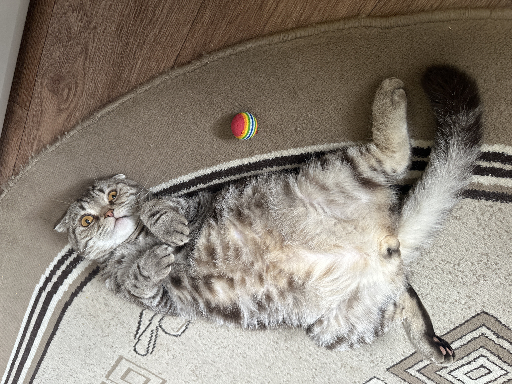 A cat lies on its back on a patterned rug, with a colorful ball nearby. The cat is gray and white with tabby markings and has its paws curled up near its chest. A portion of wood flooring is visible in the upper left corner. The location is Unknown, Unknown.