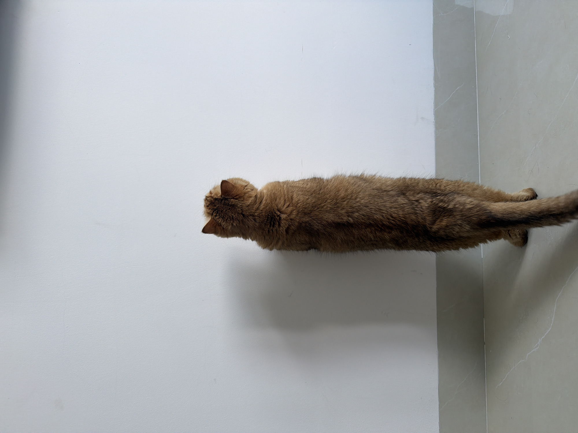 A medium-sized, short-haired, golden-brown cat is lying on its side against a wall in the corner of a room. The wall behind the cat is a light gray color, while the wall on the cat's right is a mottled beige color. The cat is oriented horizontally in the image, with its head on the left and its tail extending towards the right. The cat appears relaxed. The location is unknown but could be in Đà Nẵng, Vietnam.